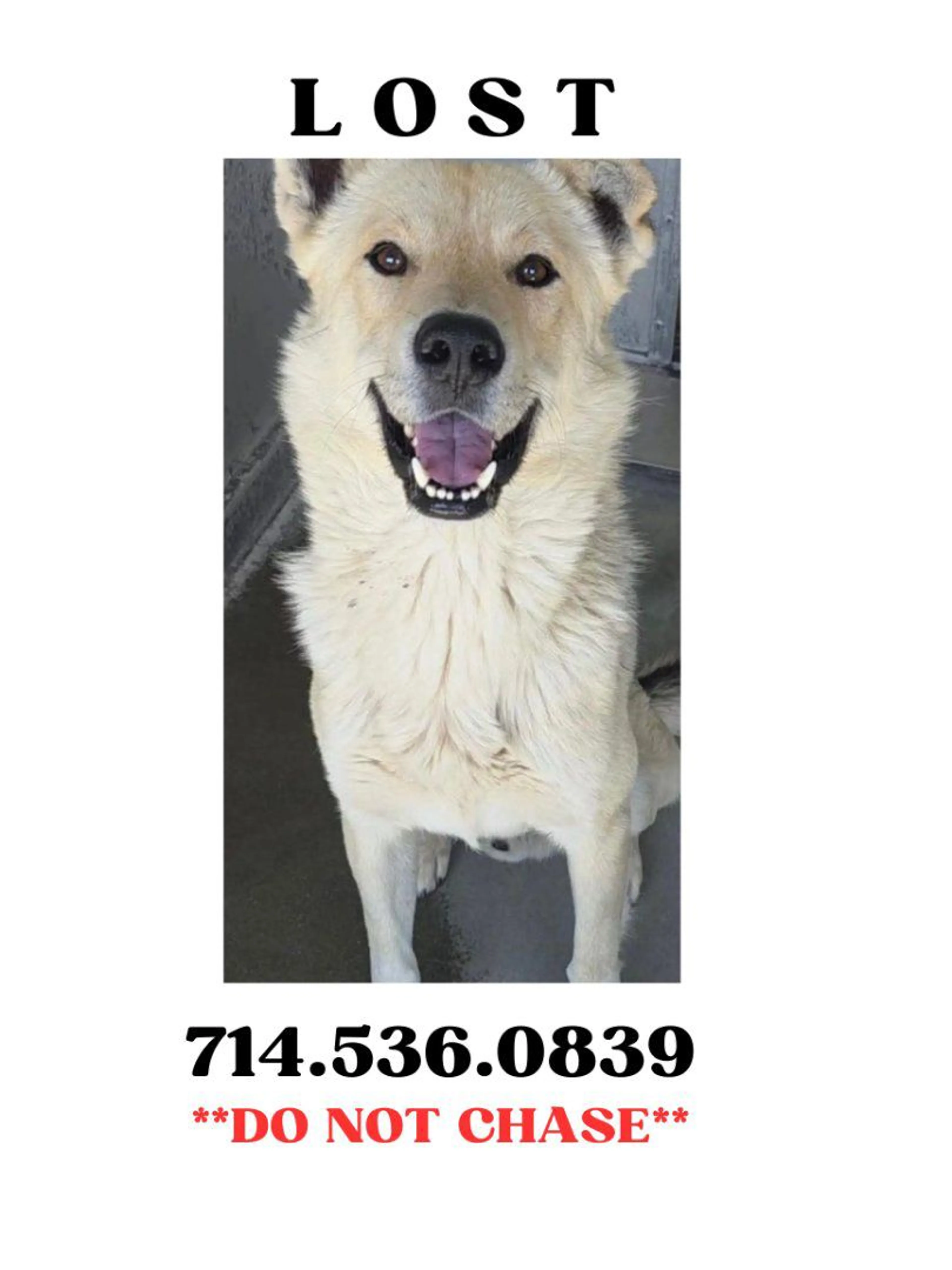 Lost pet