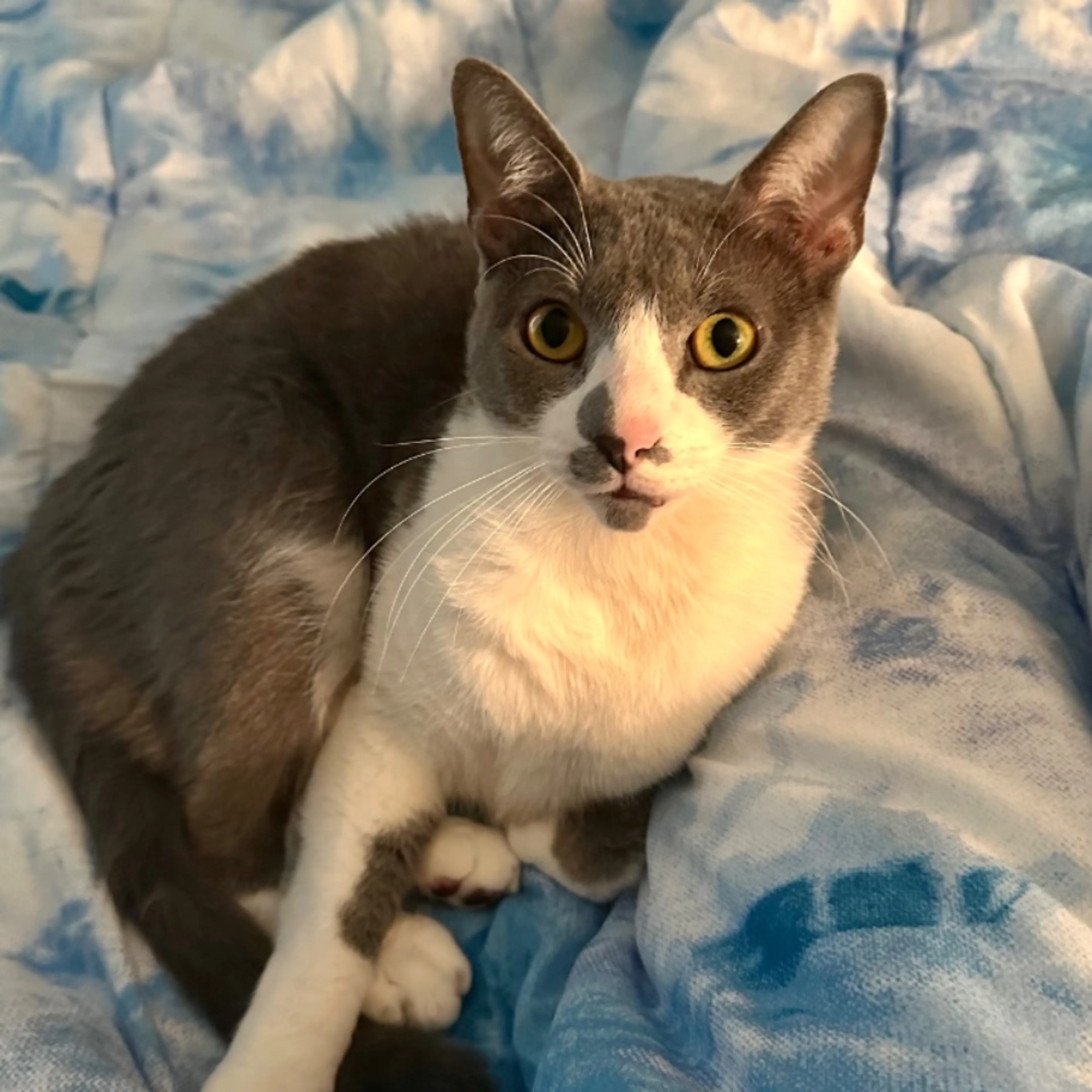 Lost pet