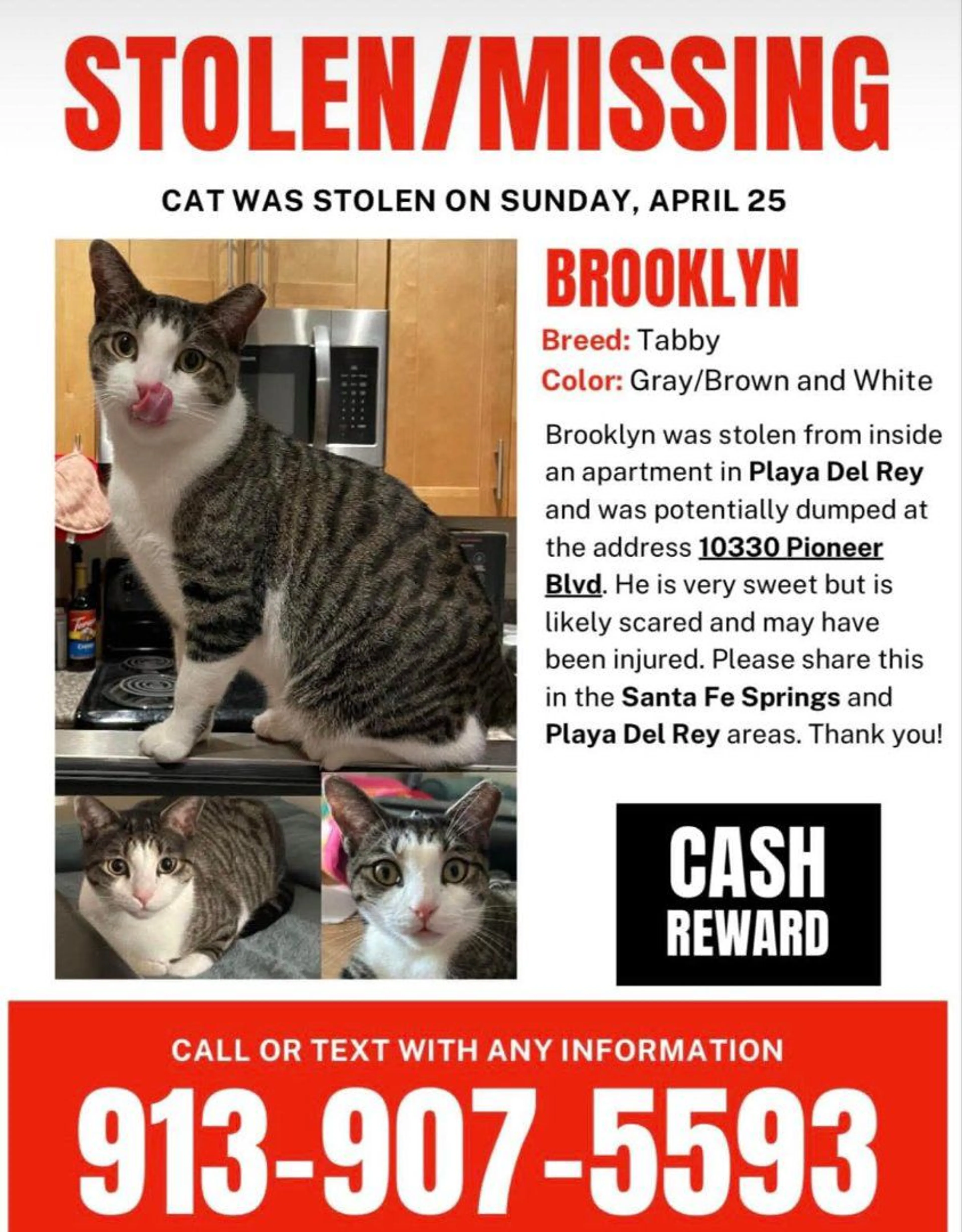 Lost pet-1