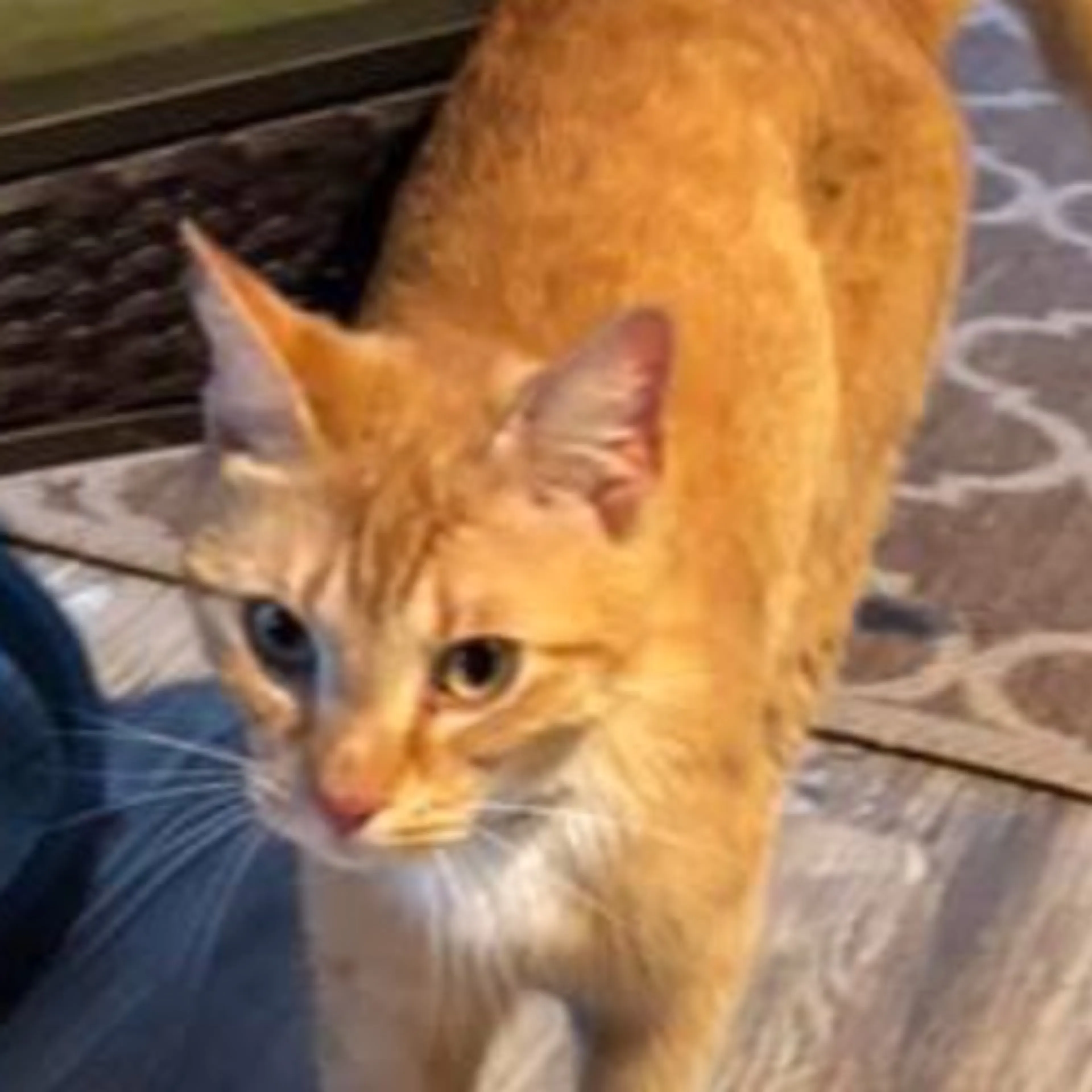 Found pet