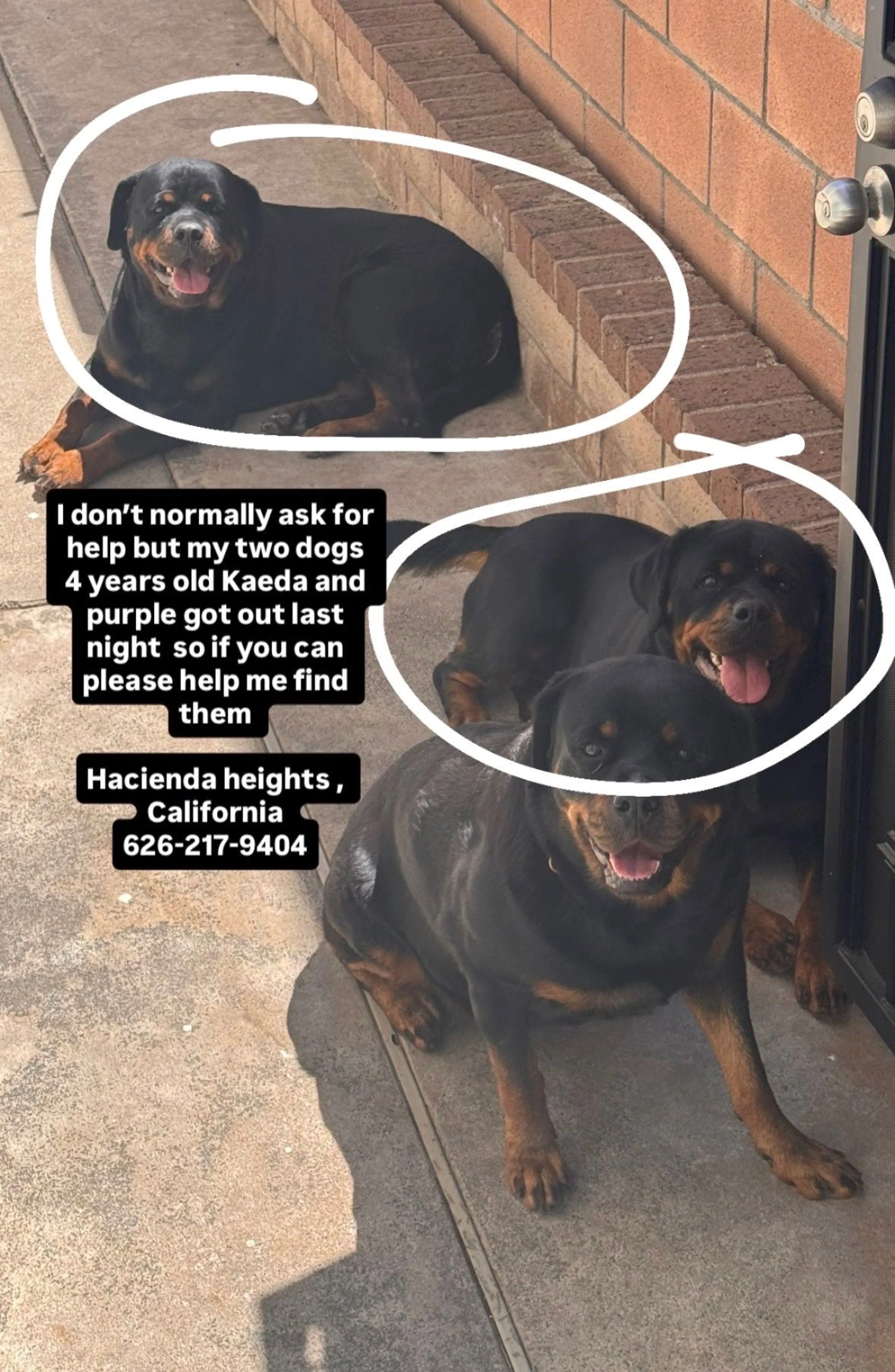 Lost pet