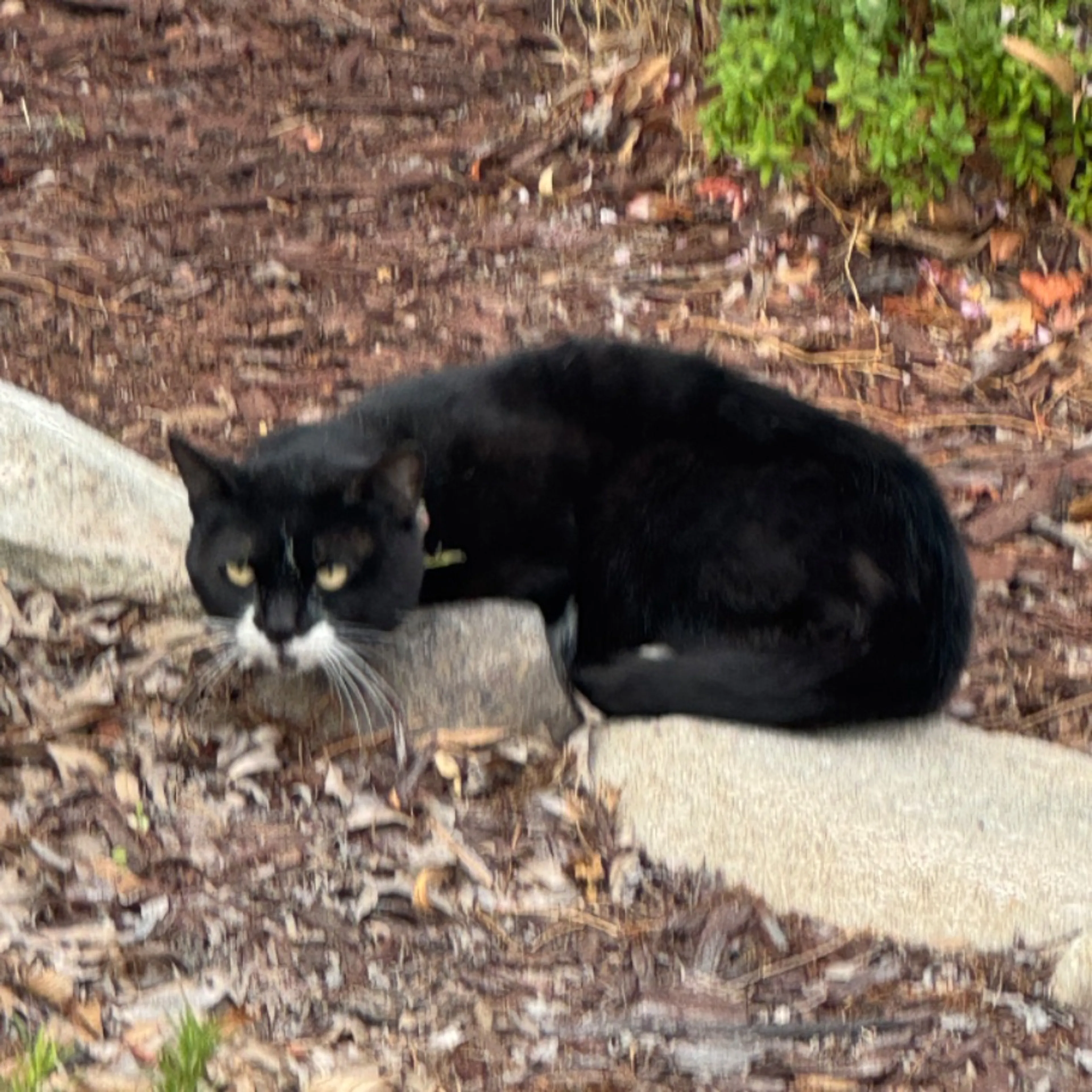Found pet