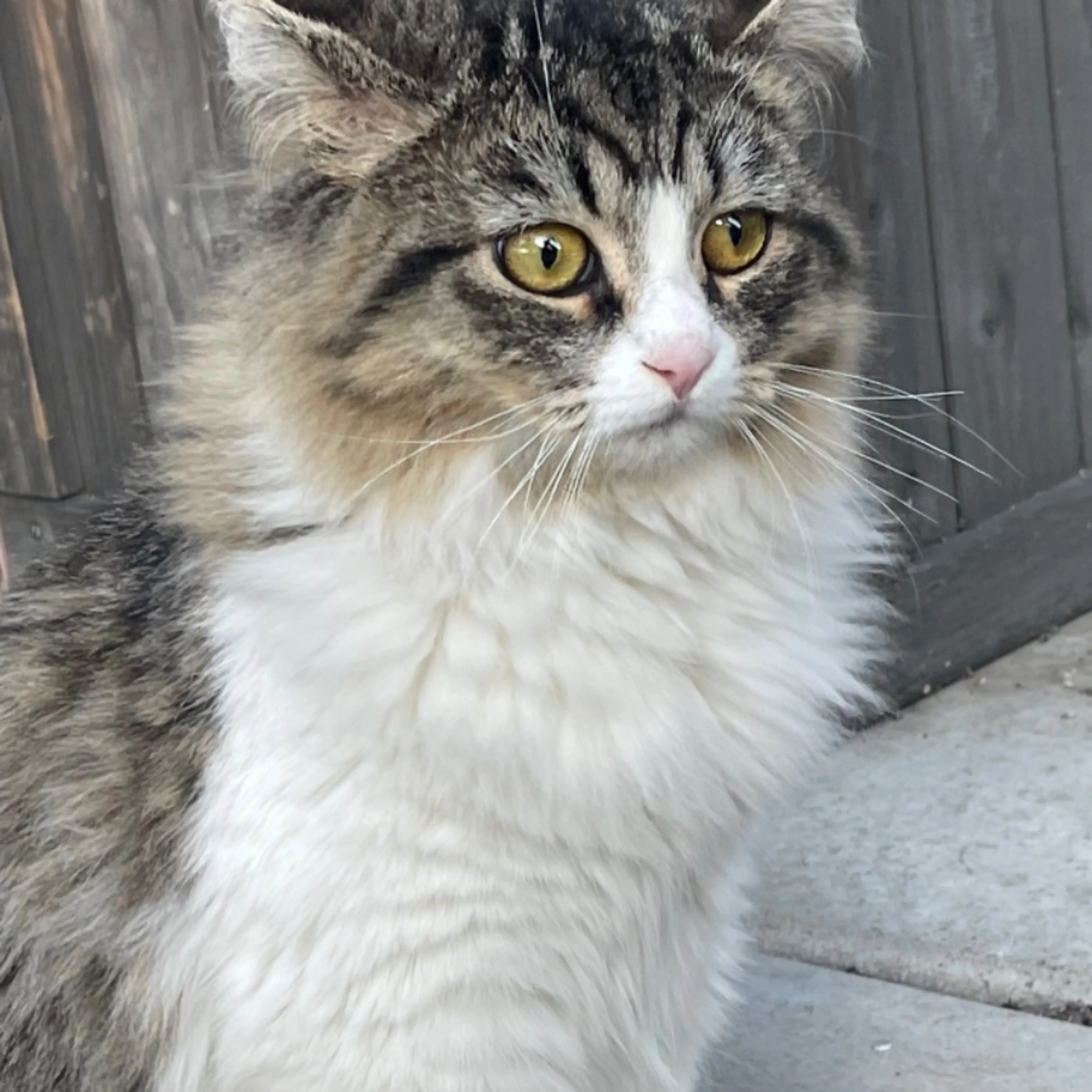 Lost pet-0