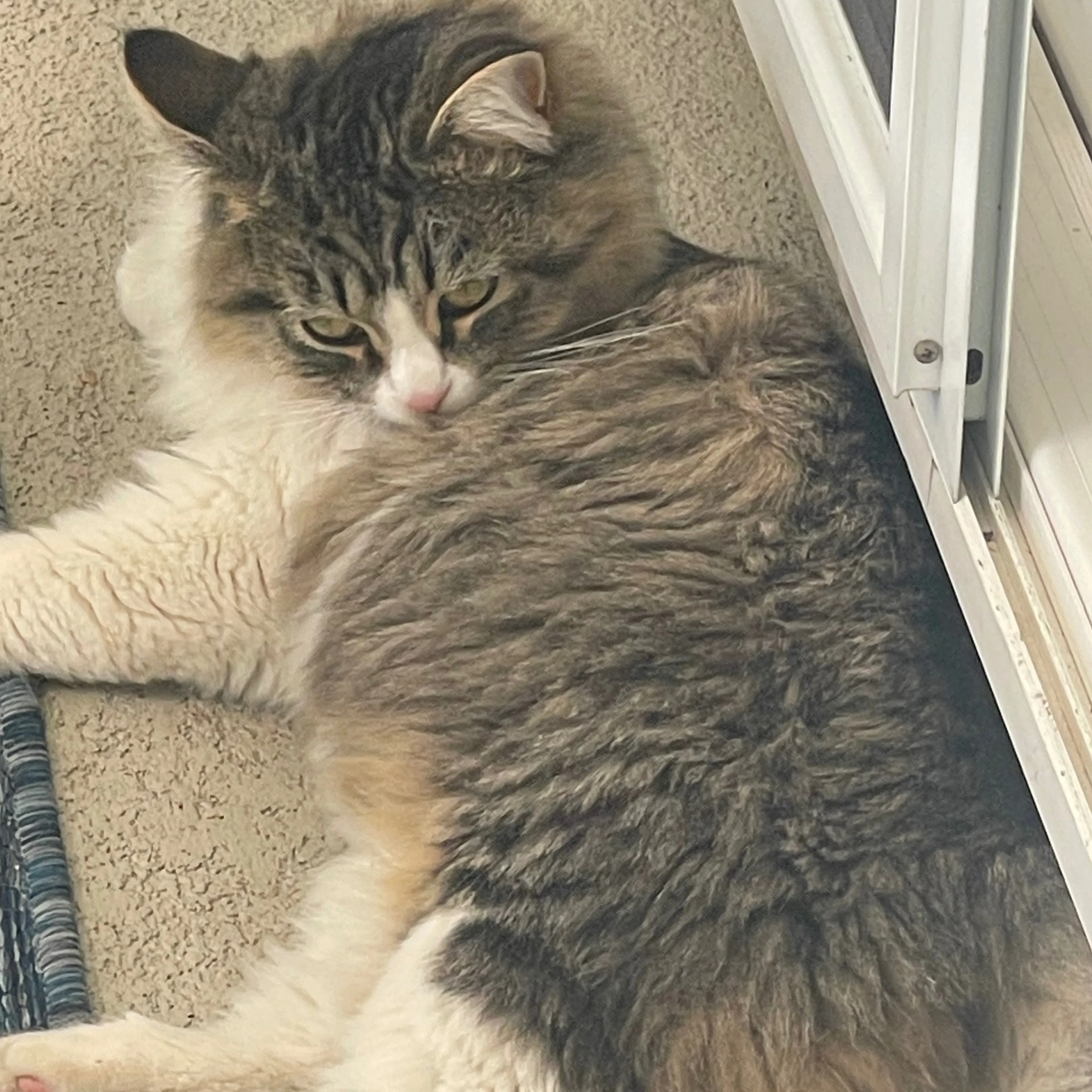 Lost pet-1