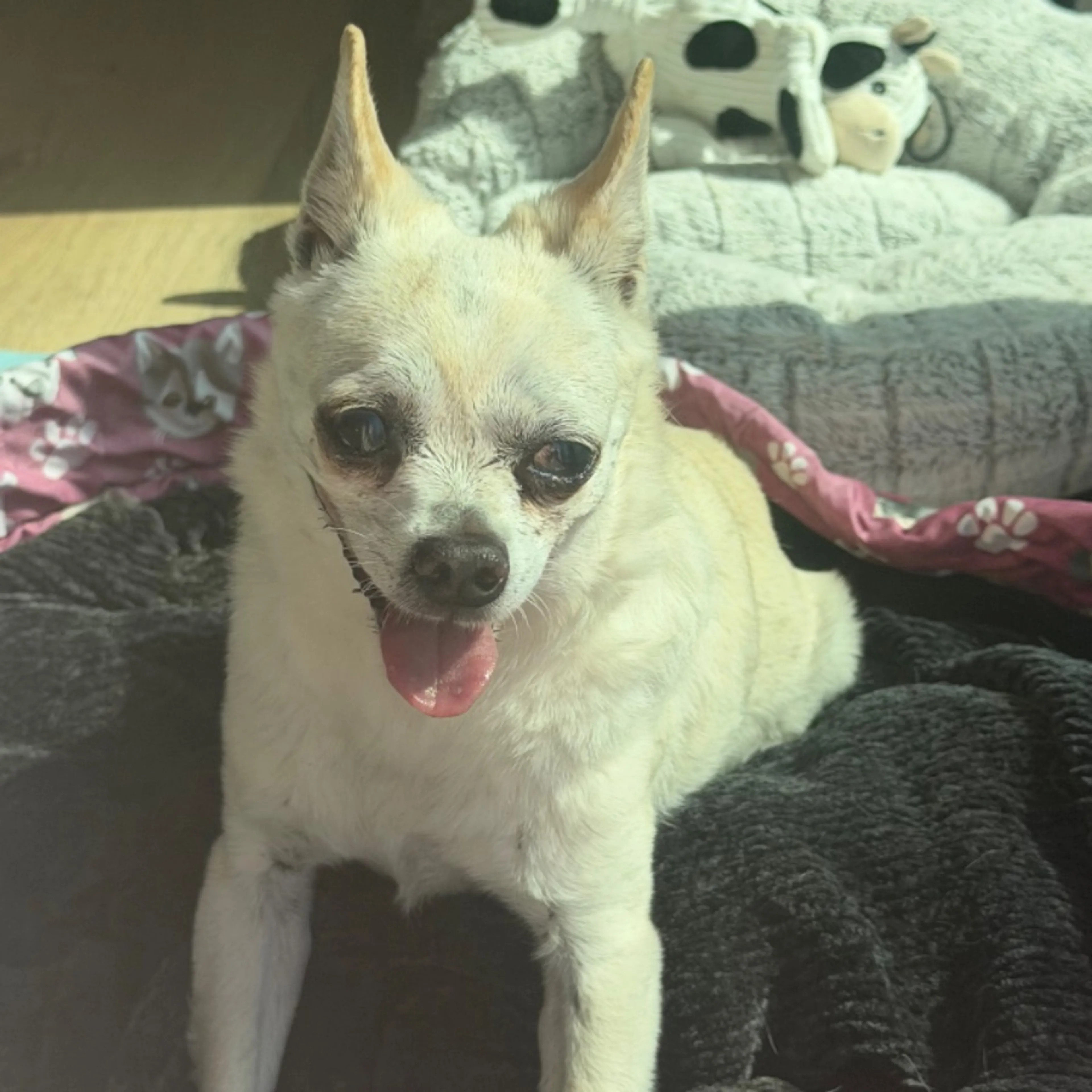 Found pet