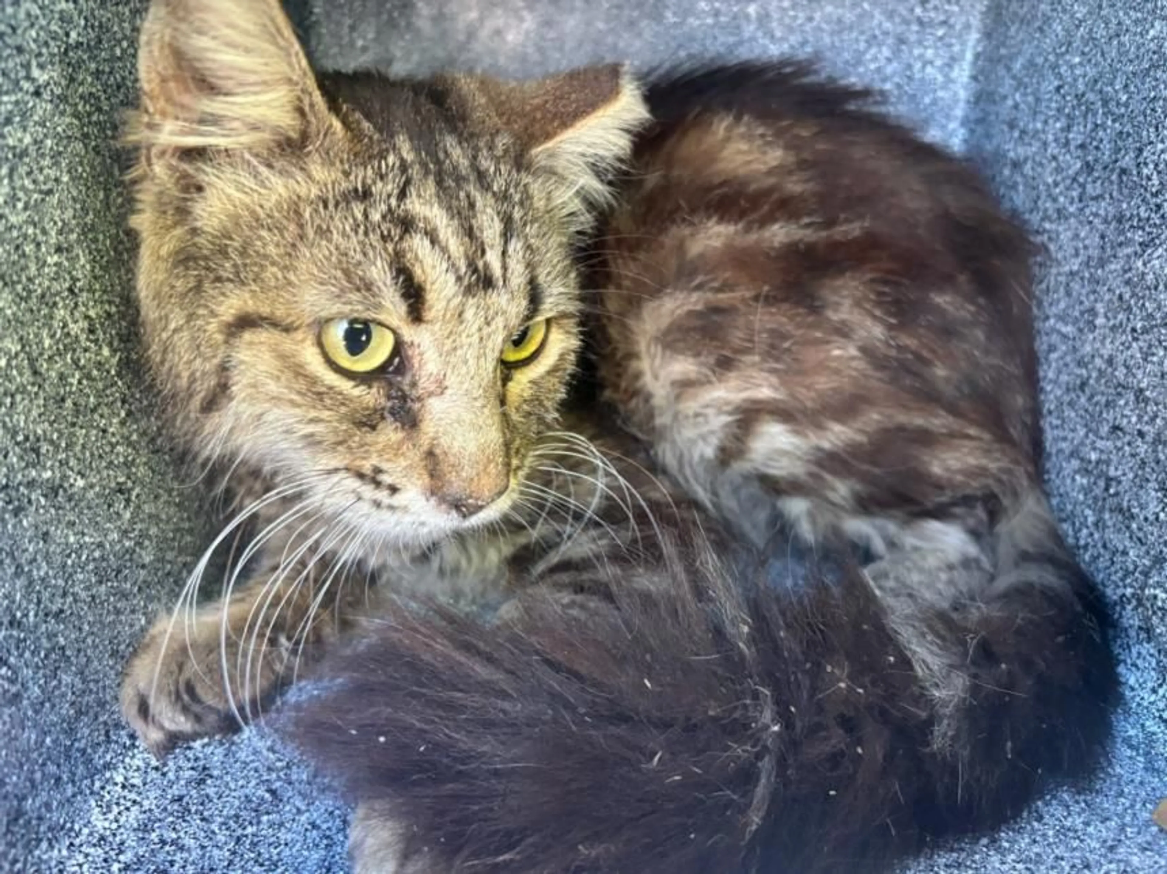 Found pet
