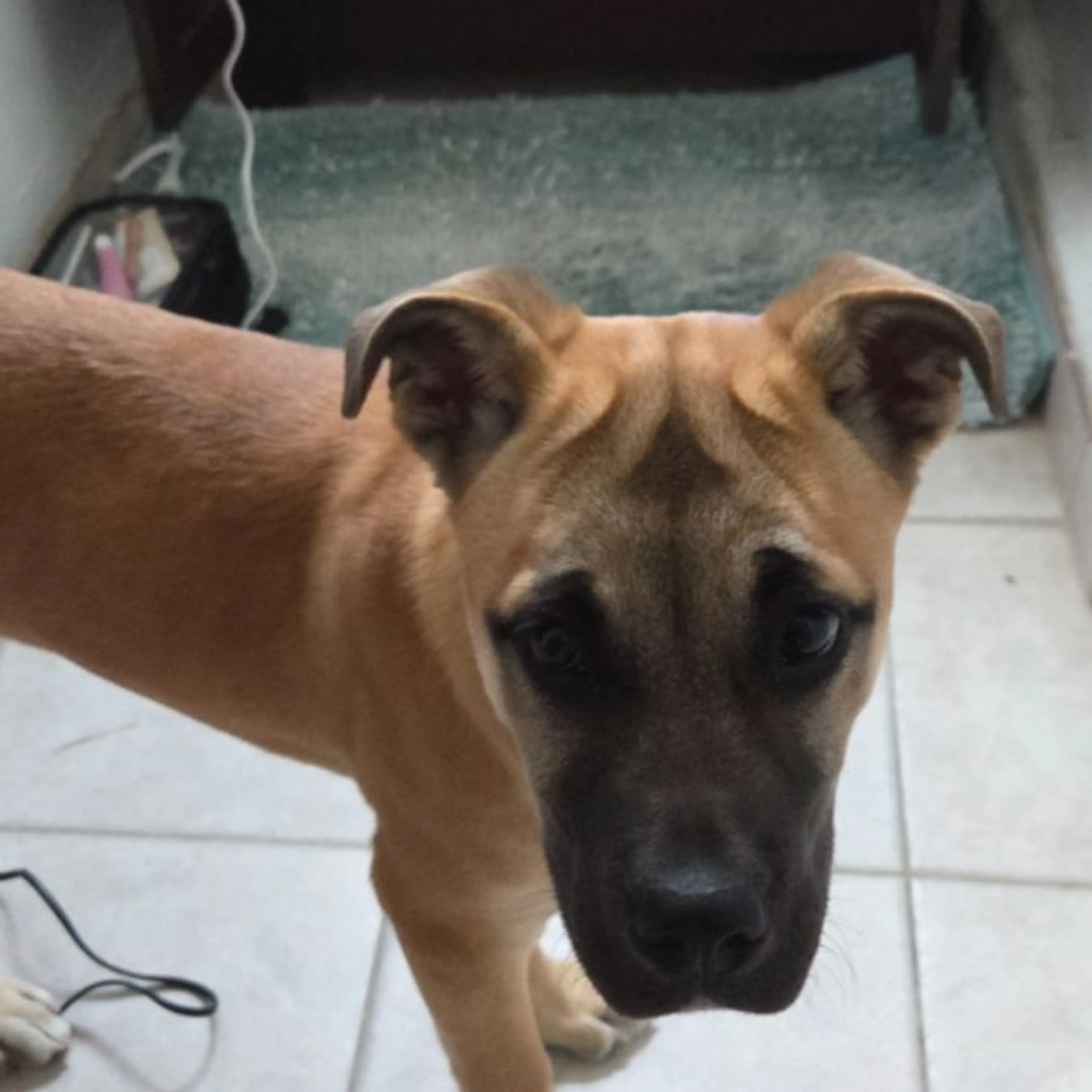 Found pet