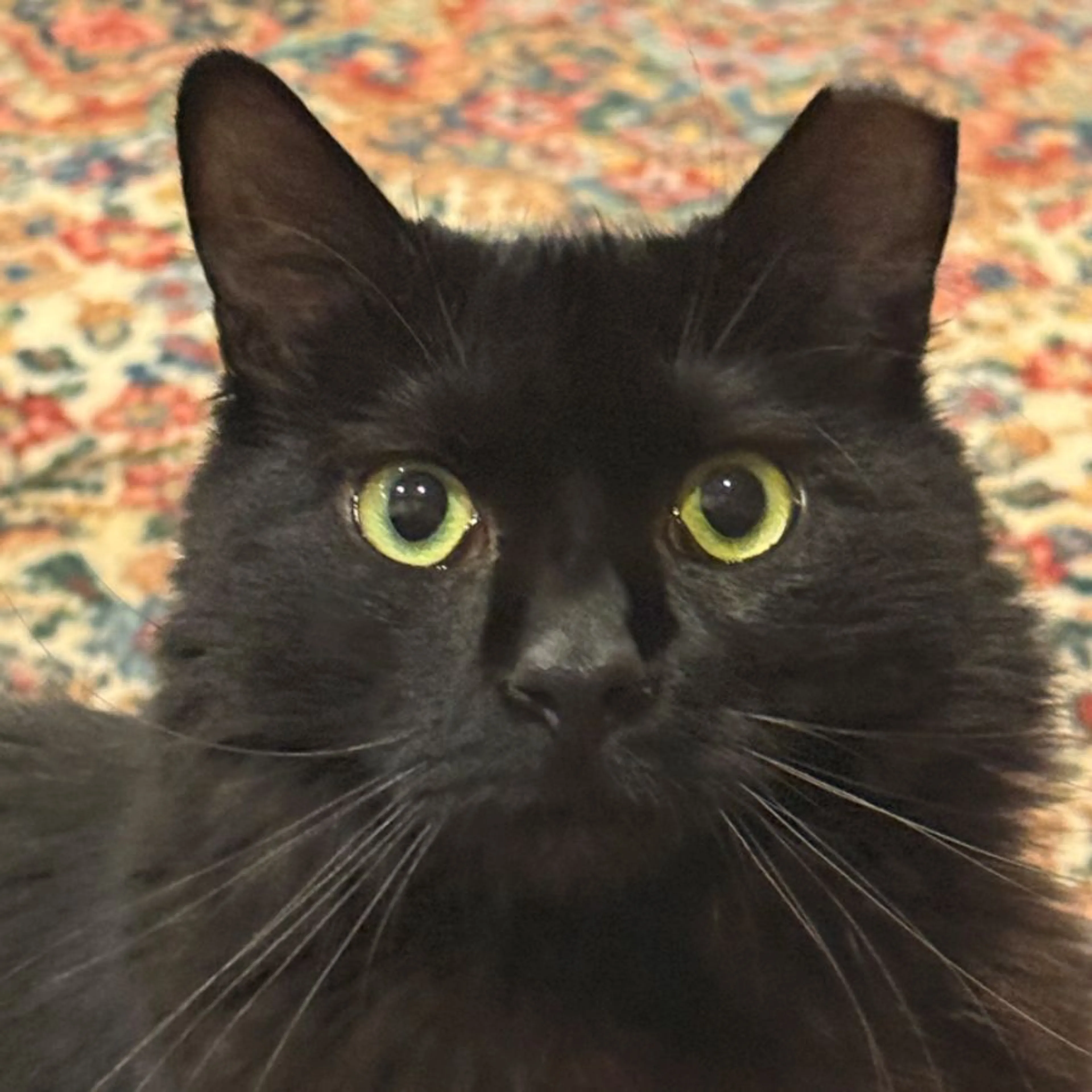 Lost pet