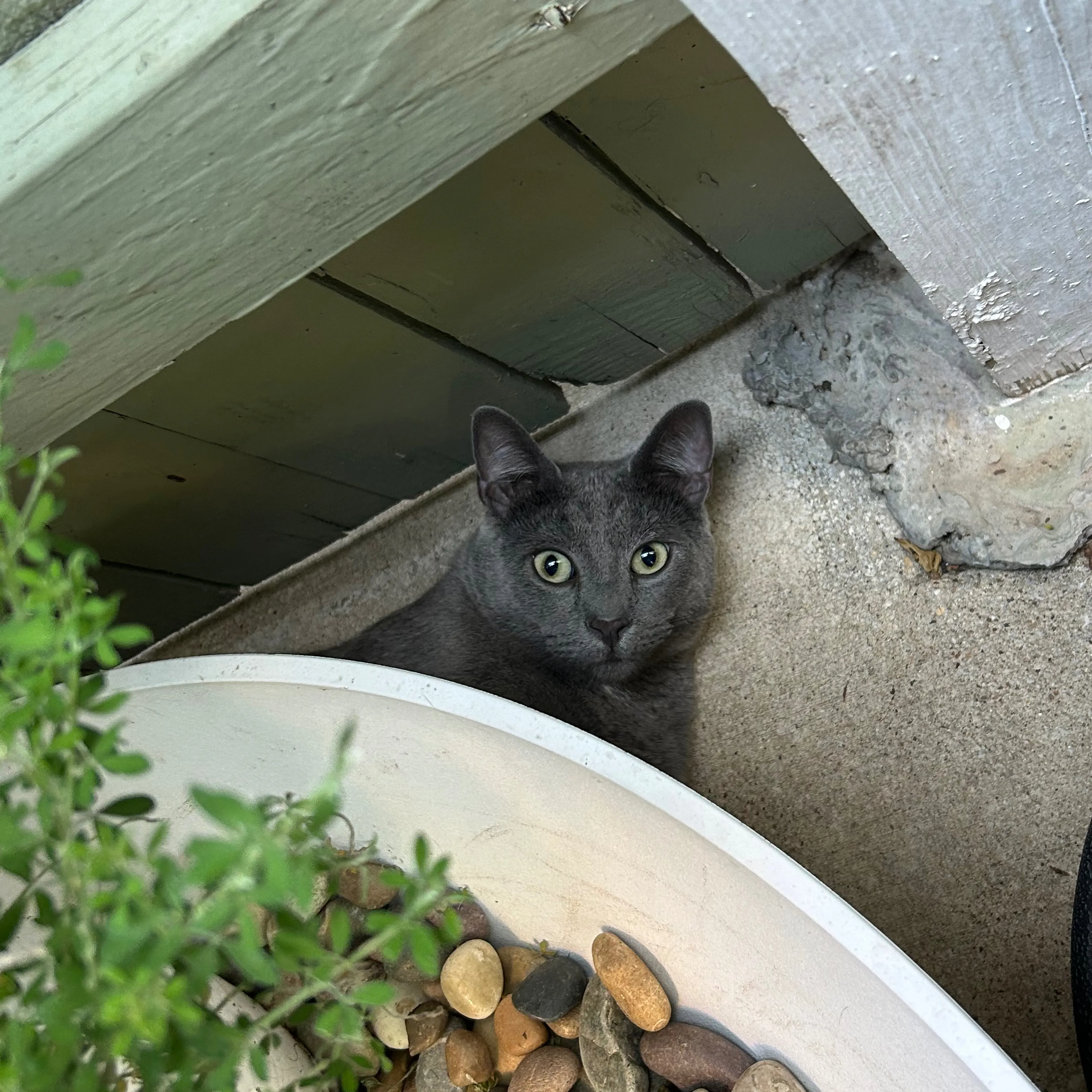 Lost pet-3