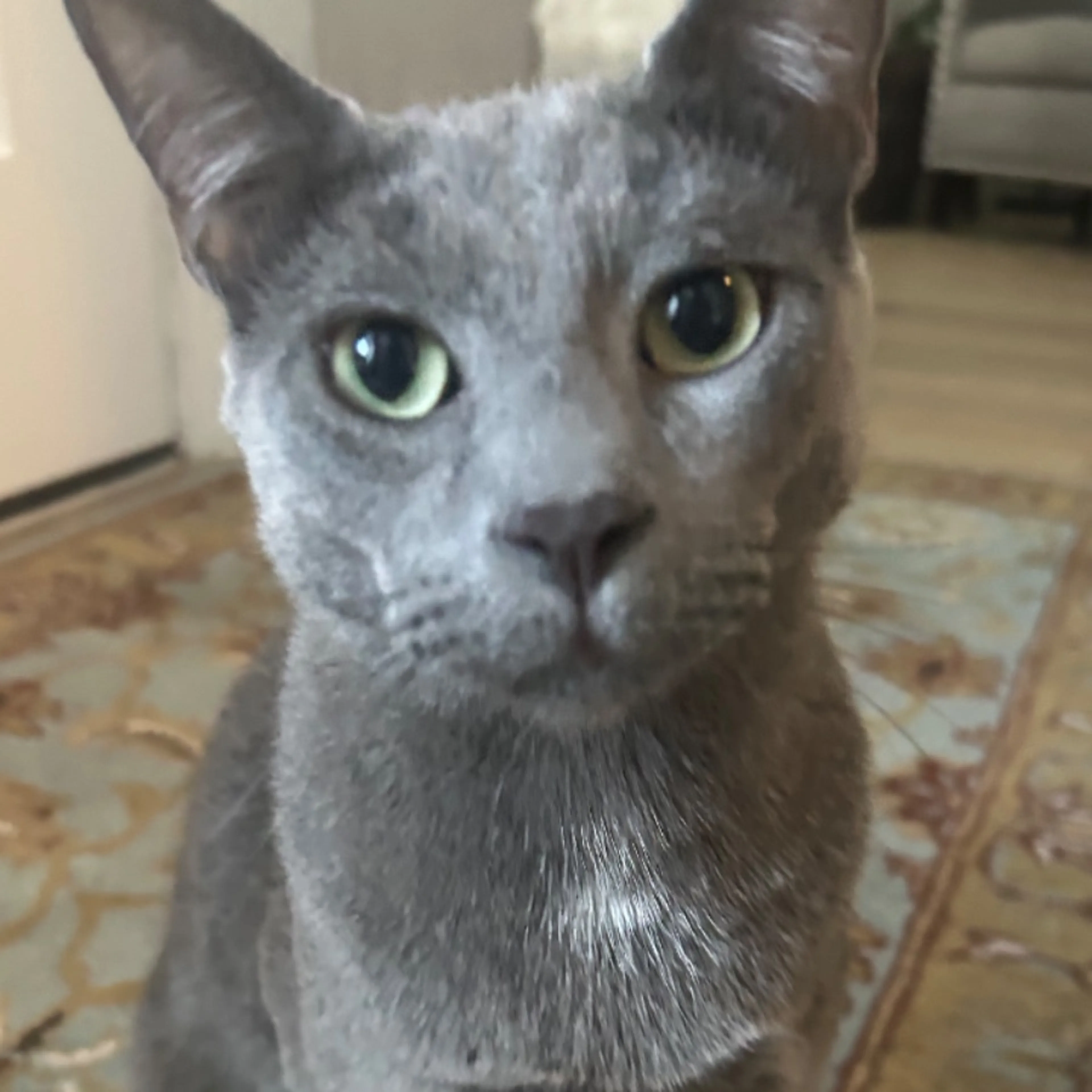 Lost pet-0