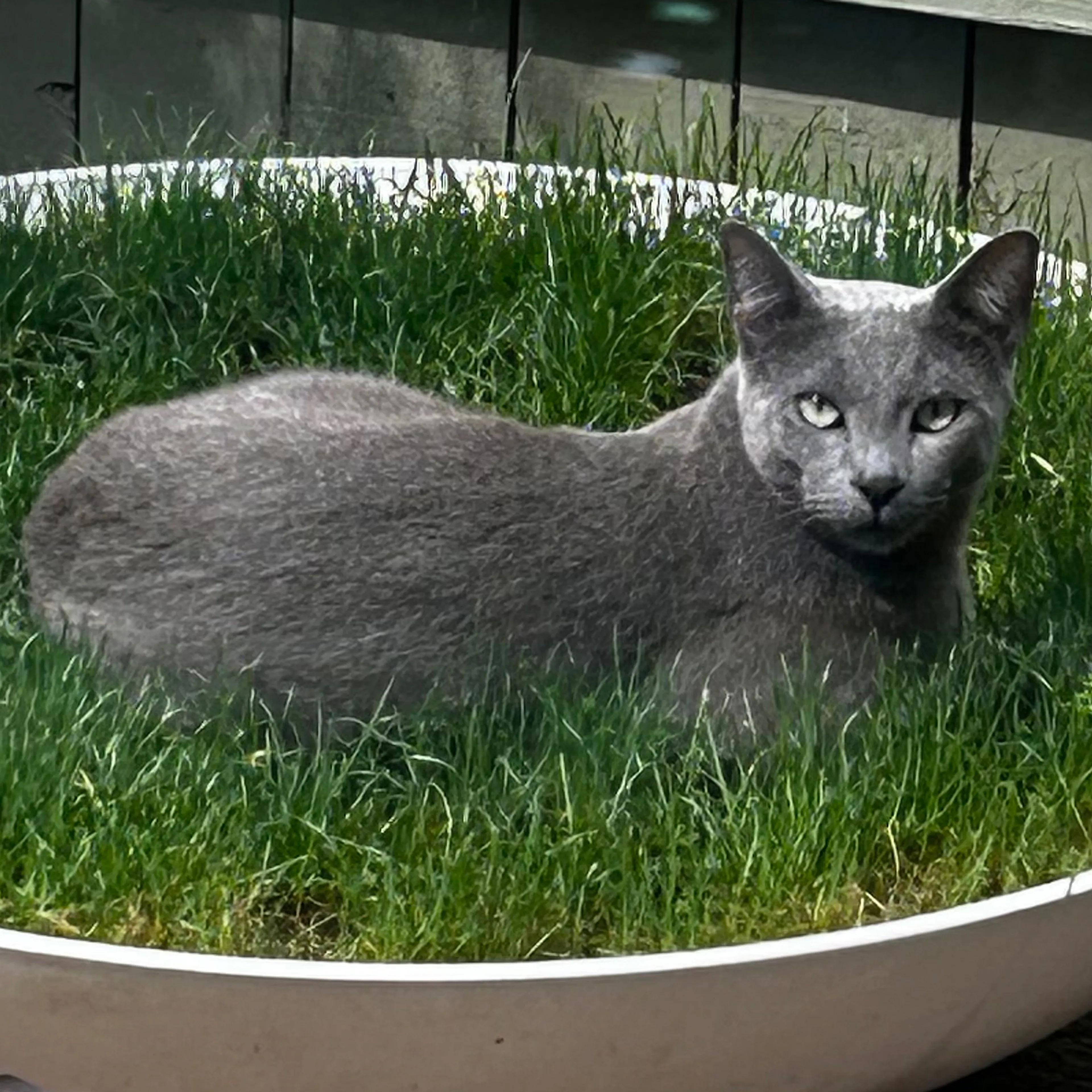 Lost pet-1