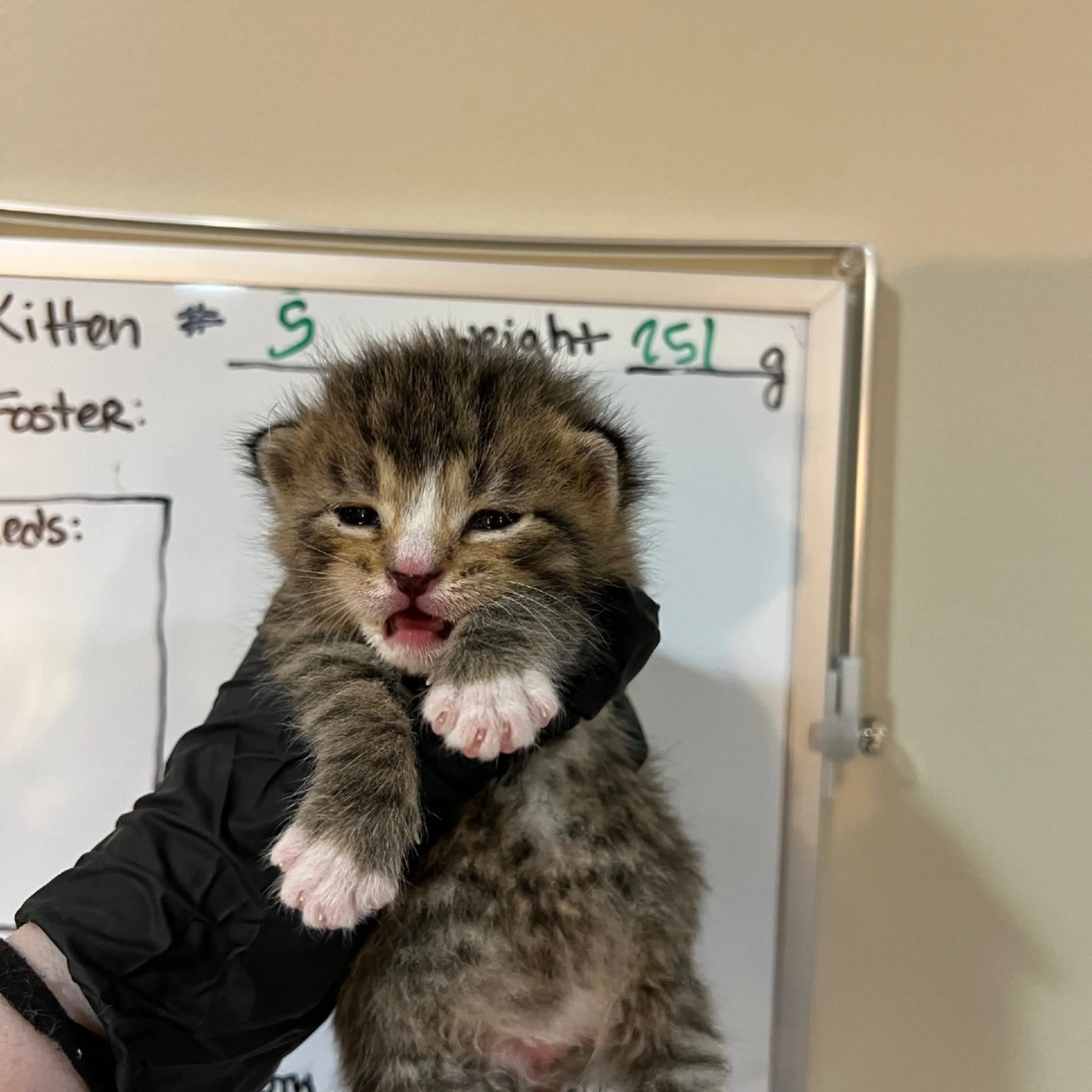Found pet