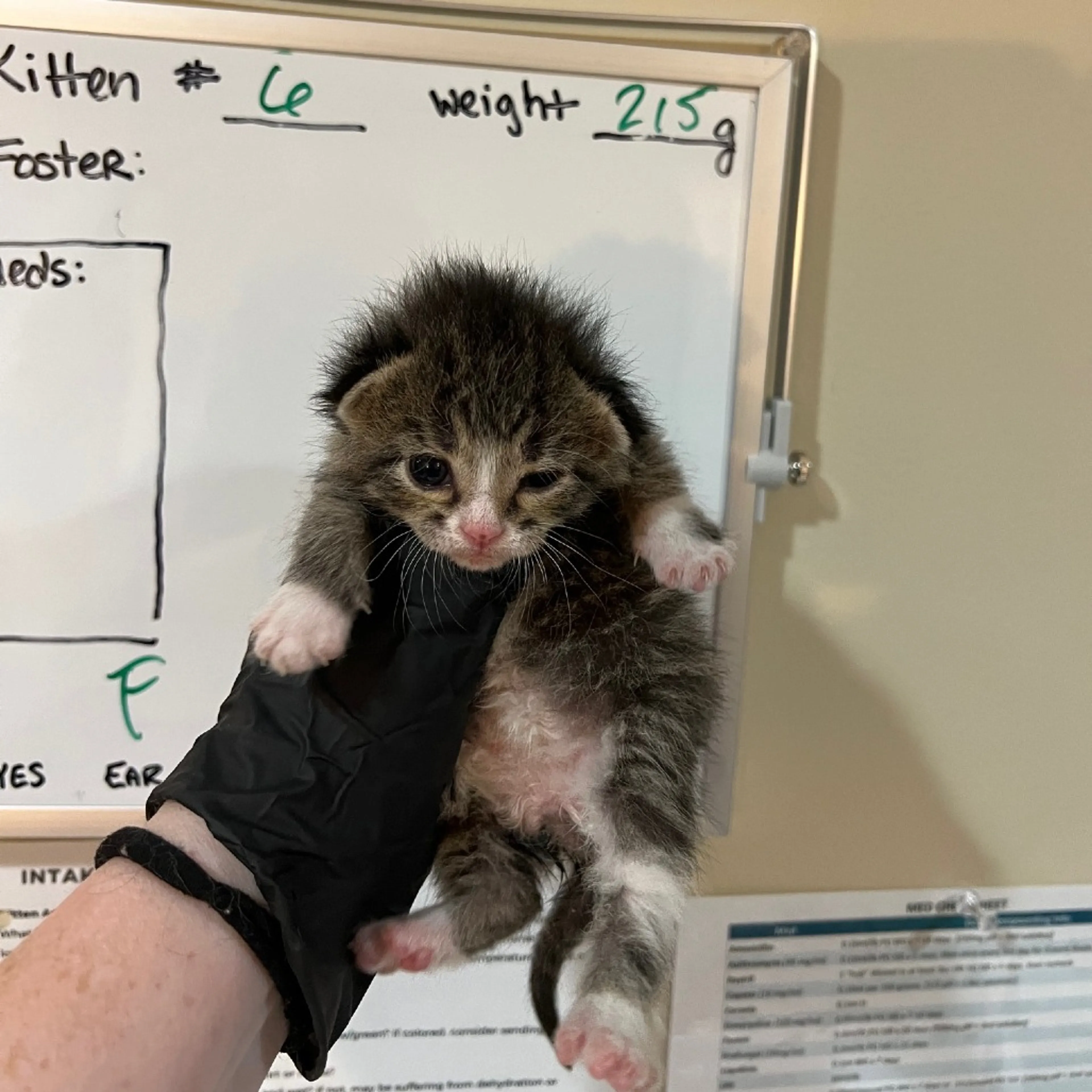 Found pet