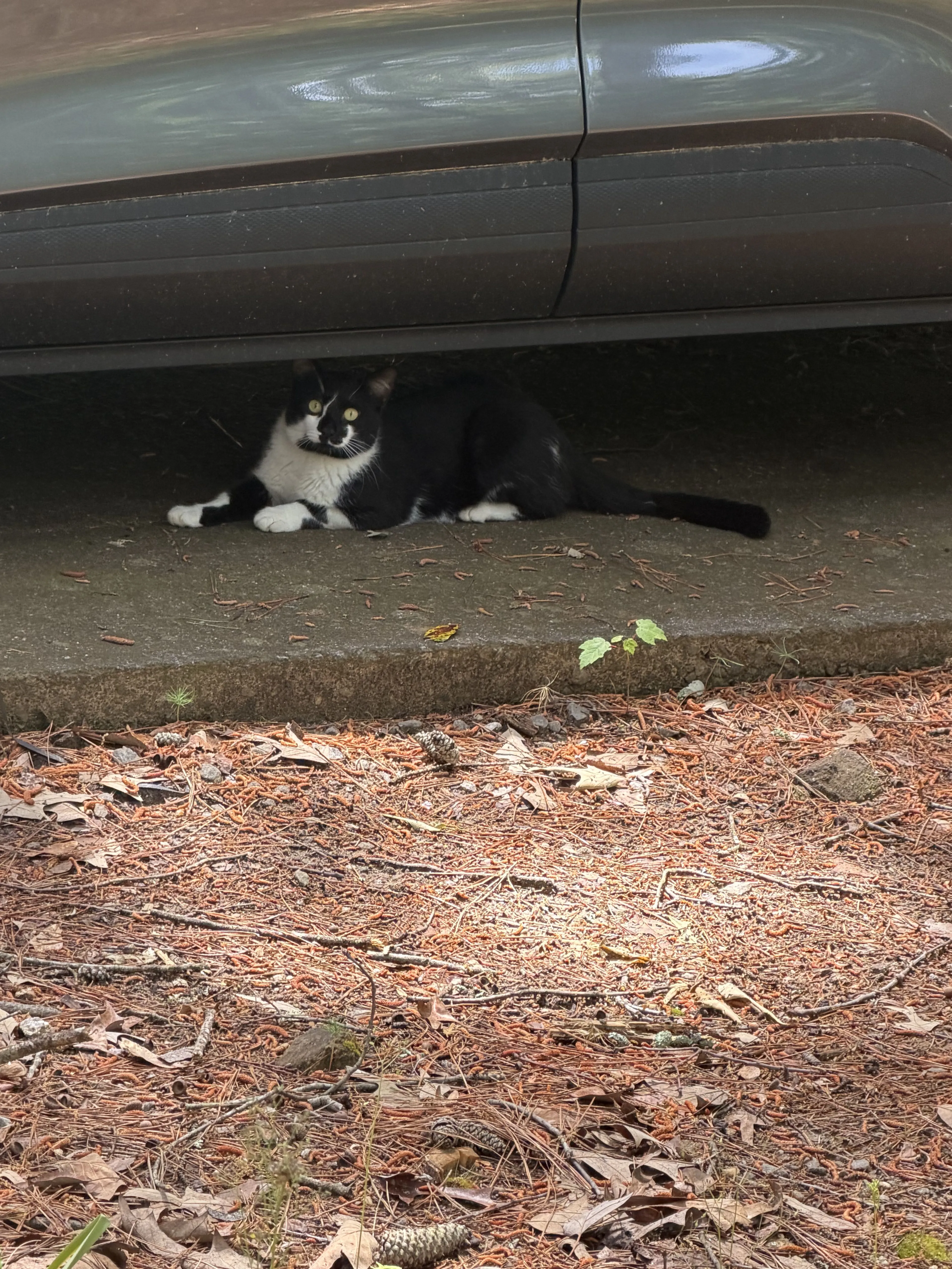 Lost pet
