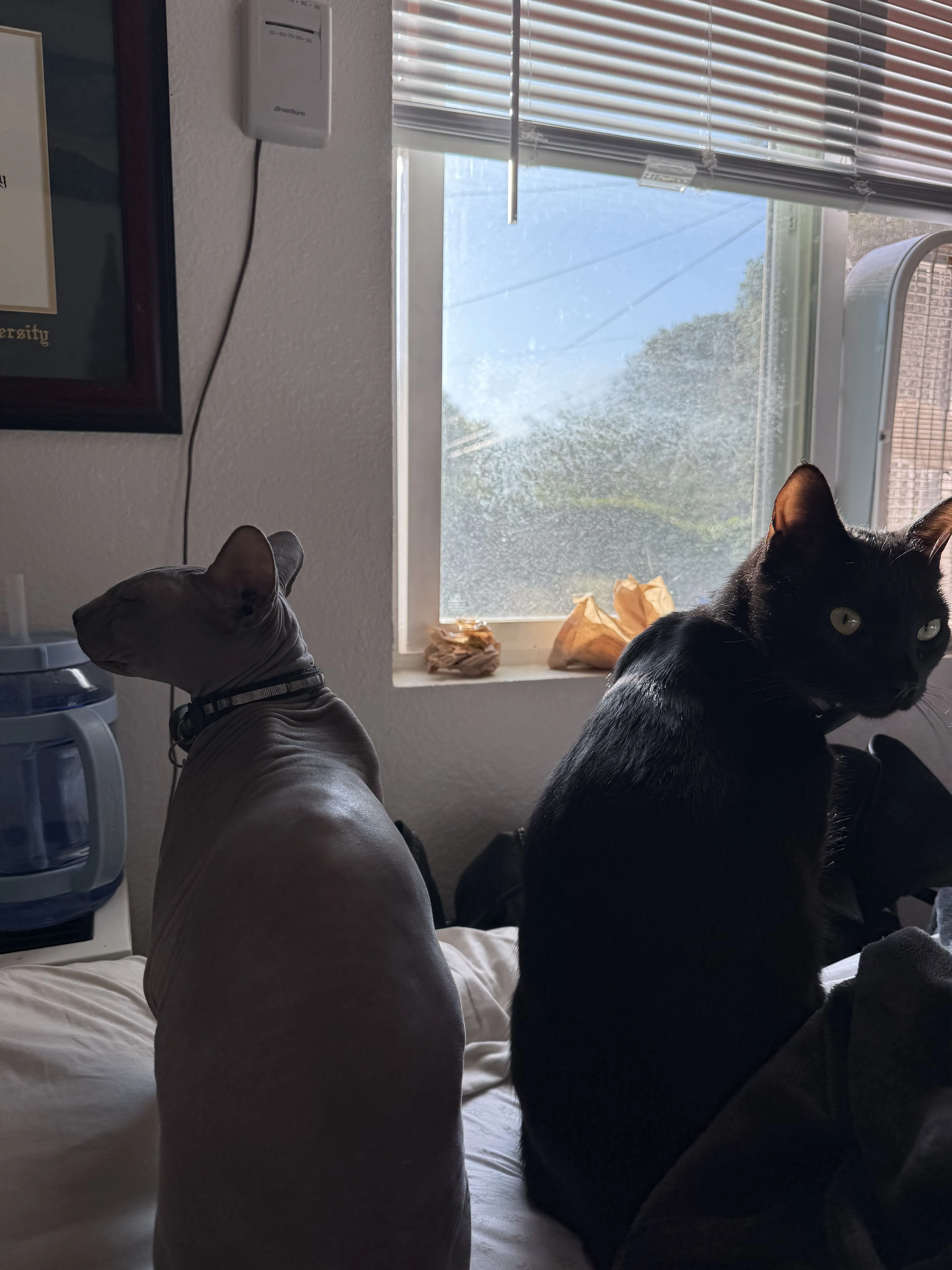 Lost pet-2