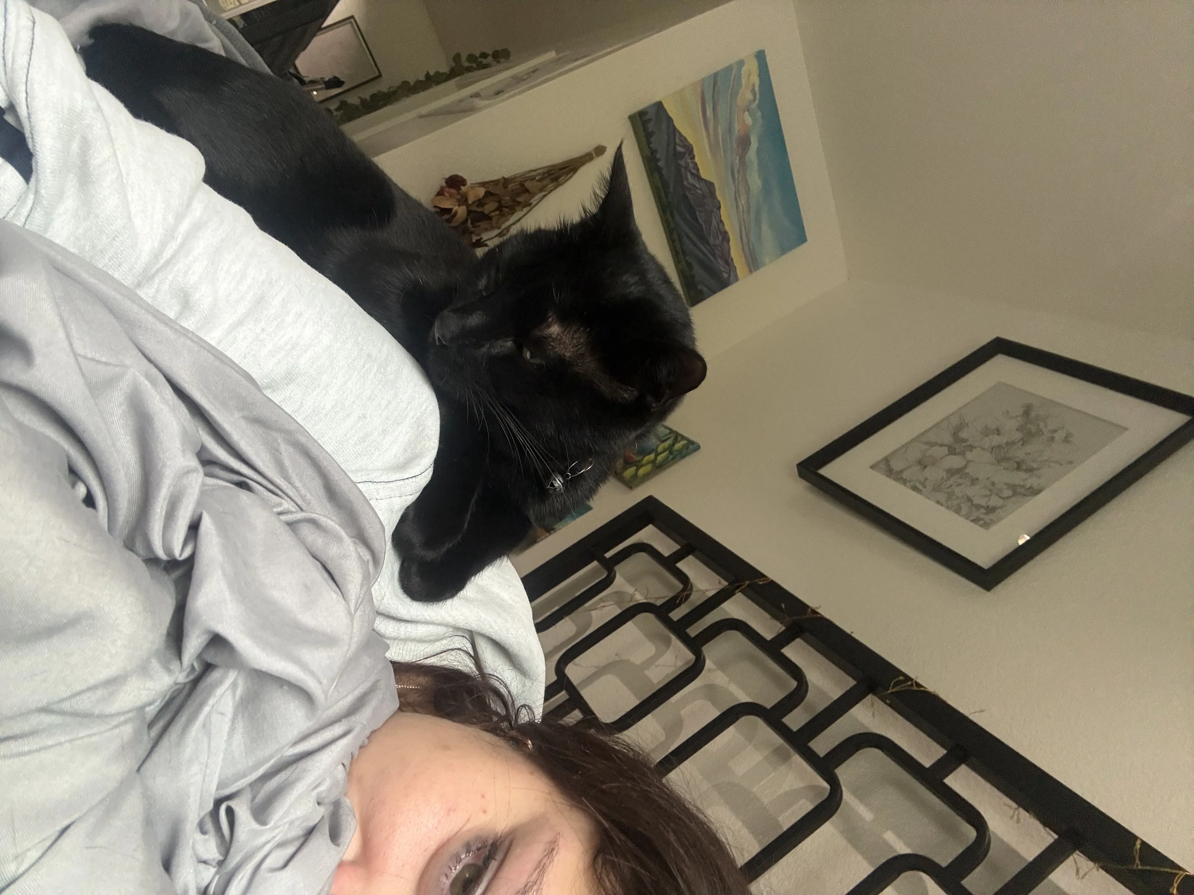 Lost pet-1