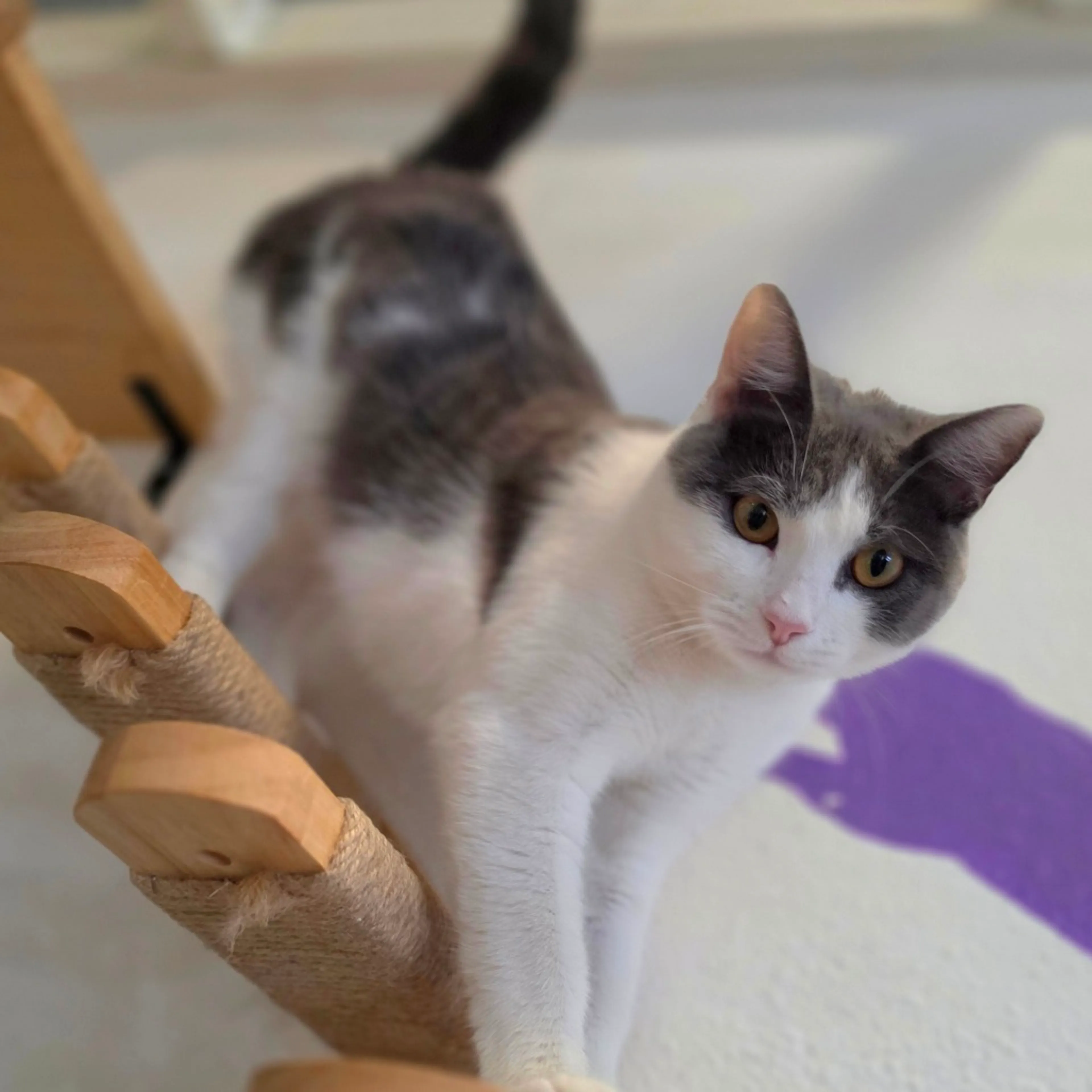 Found pet-6