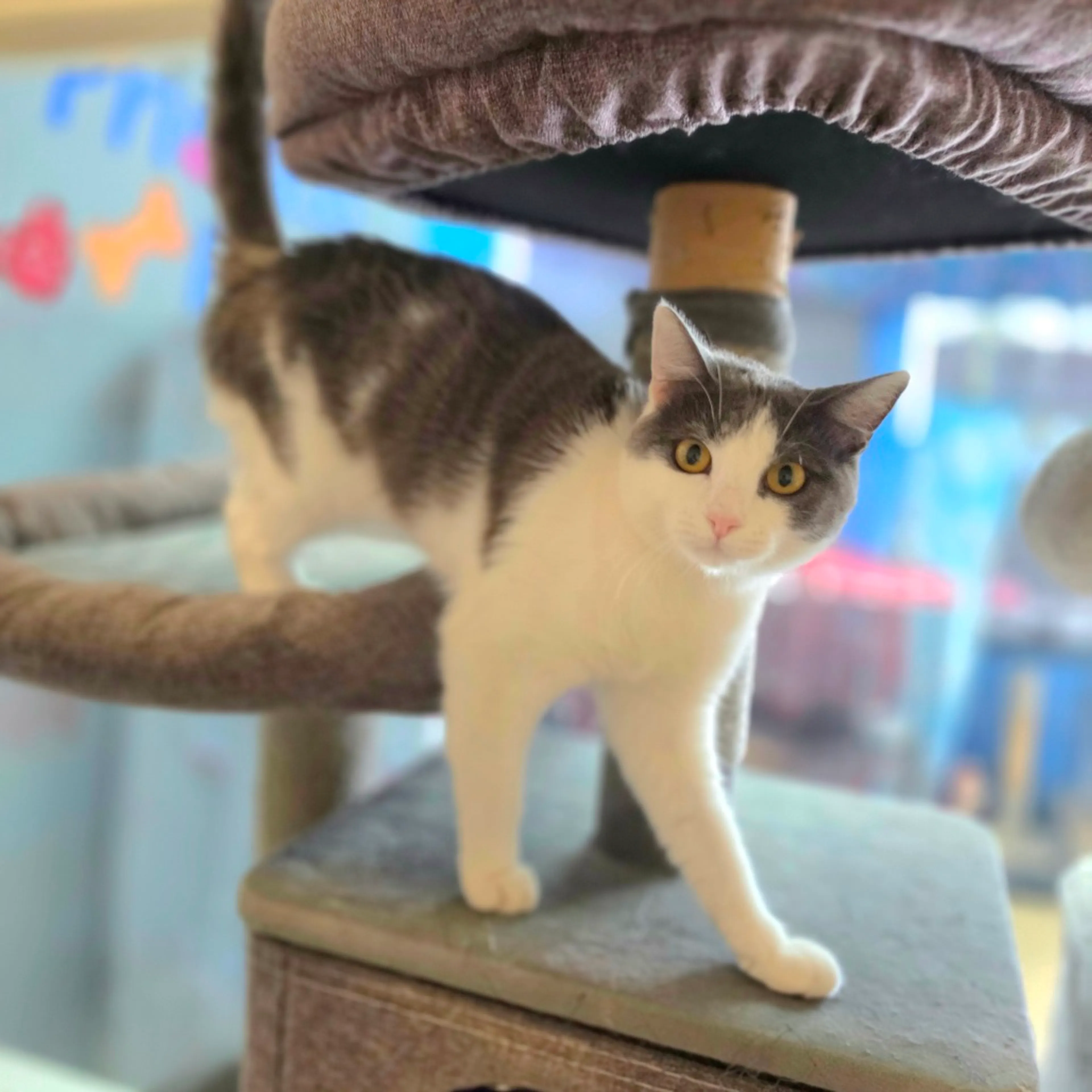 Found pet-10
