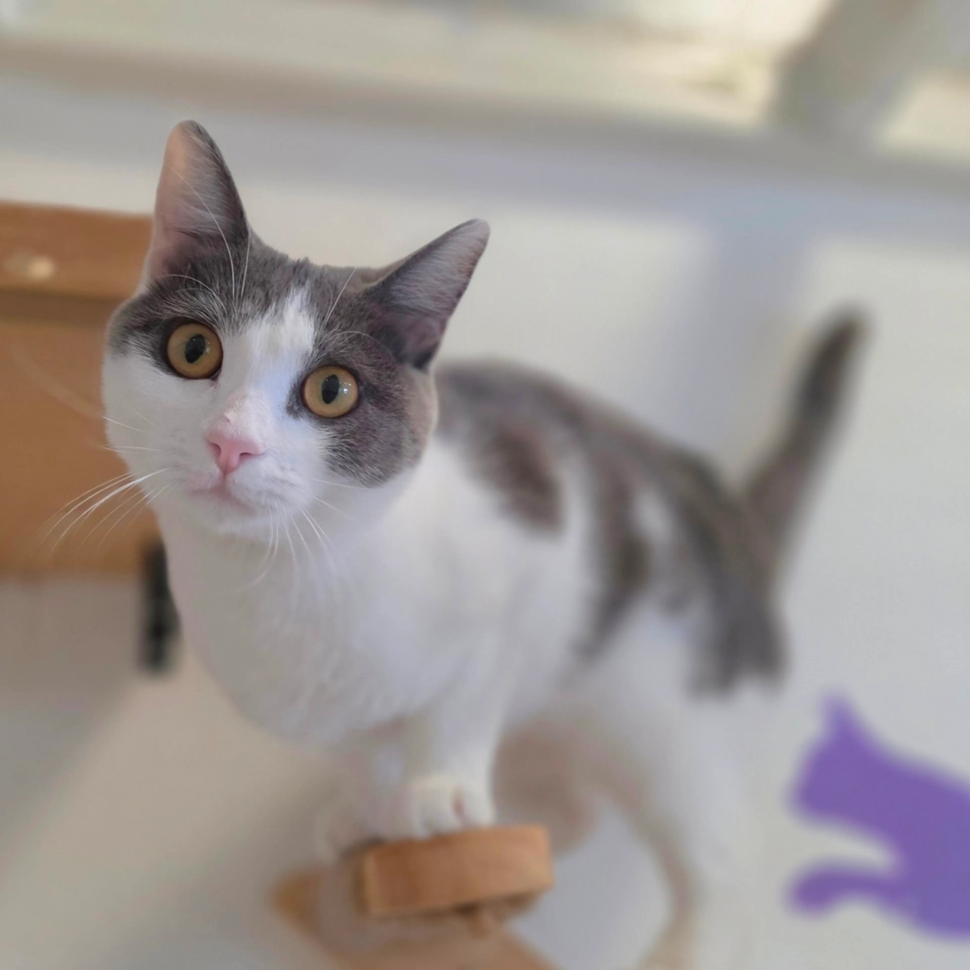 Found pet-5