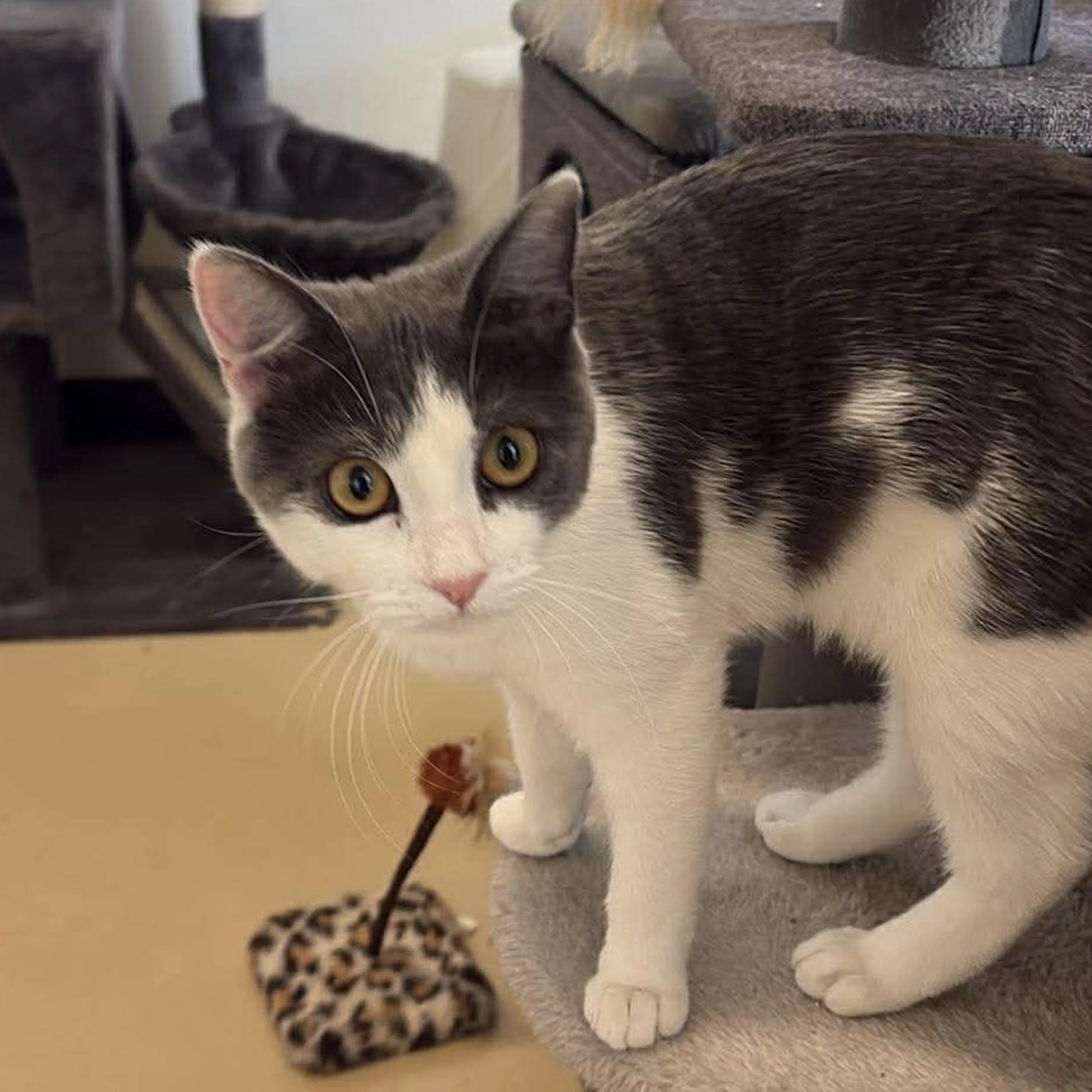 Found pet-1