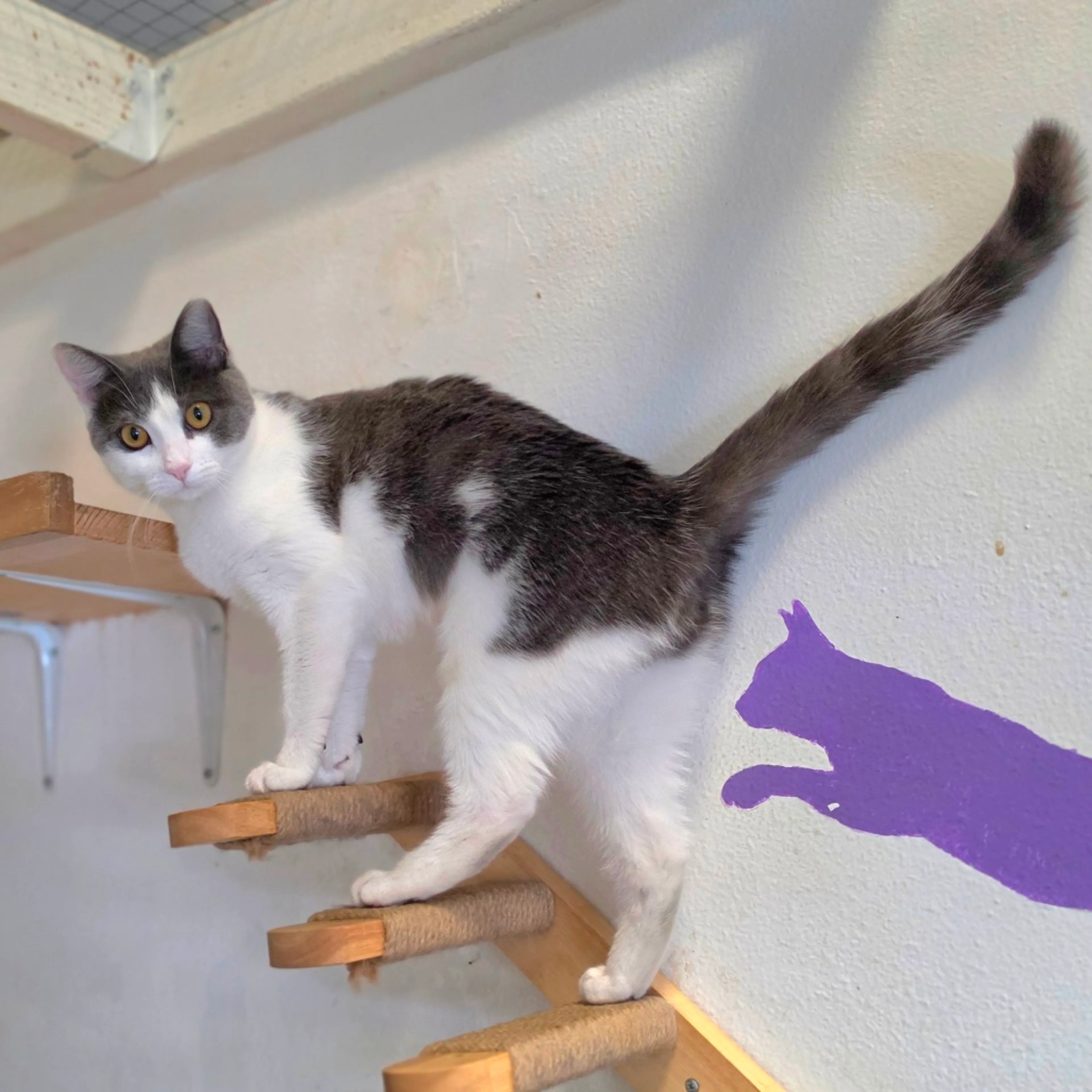 Found pet-4
