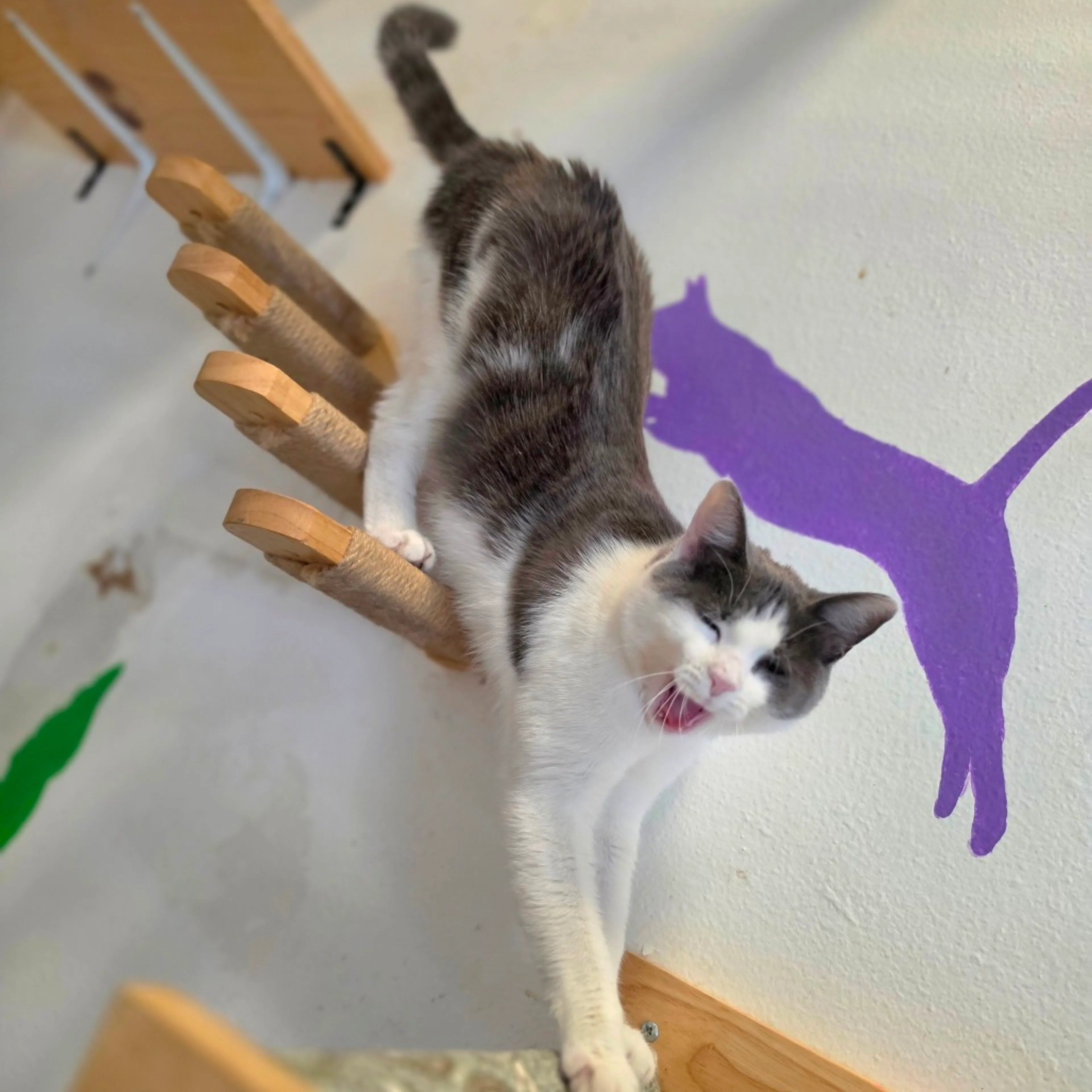 Found pet-7