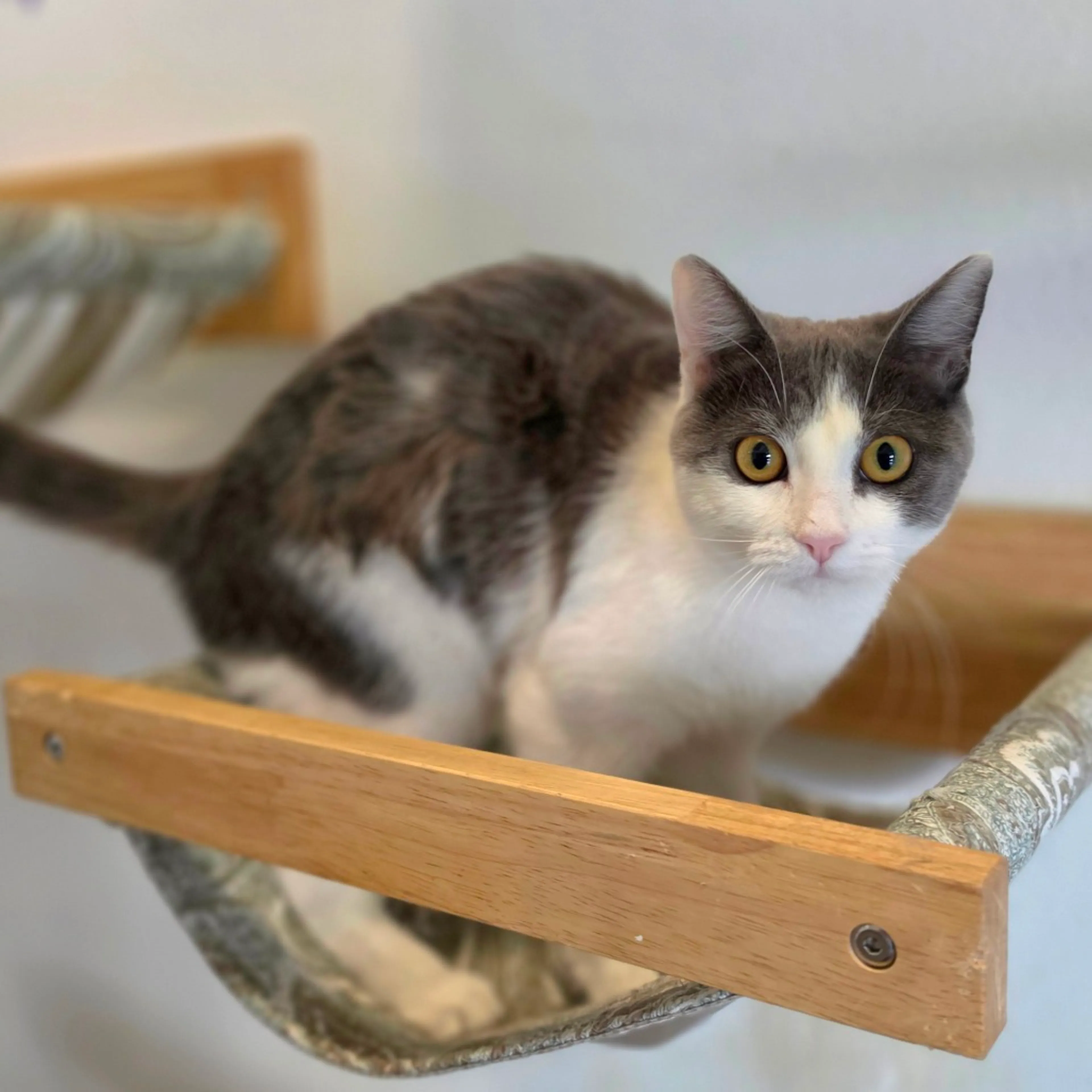 Found pet-3