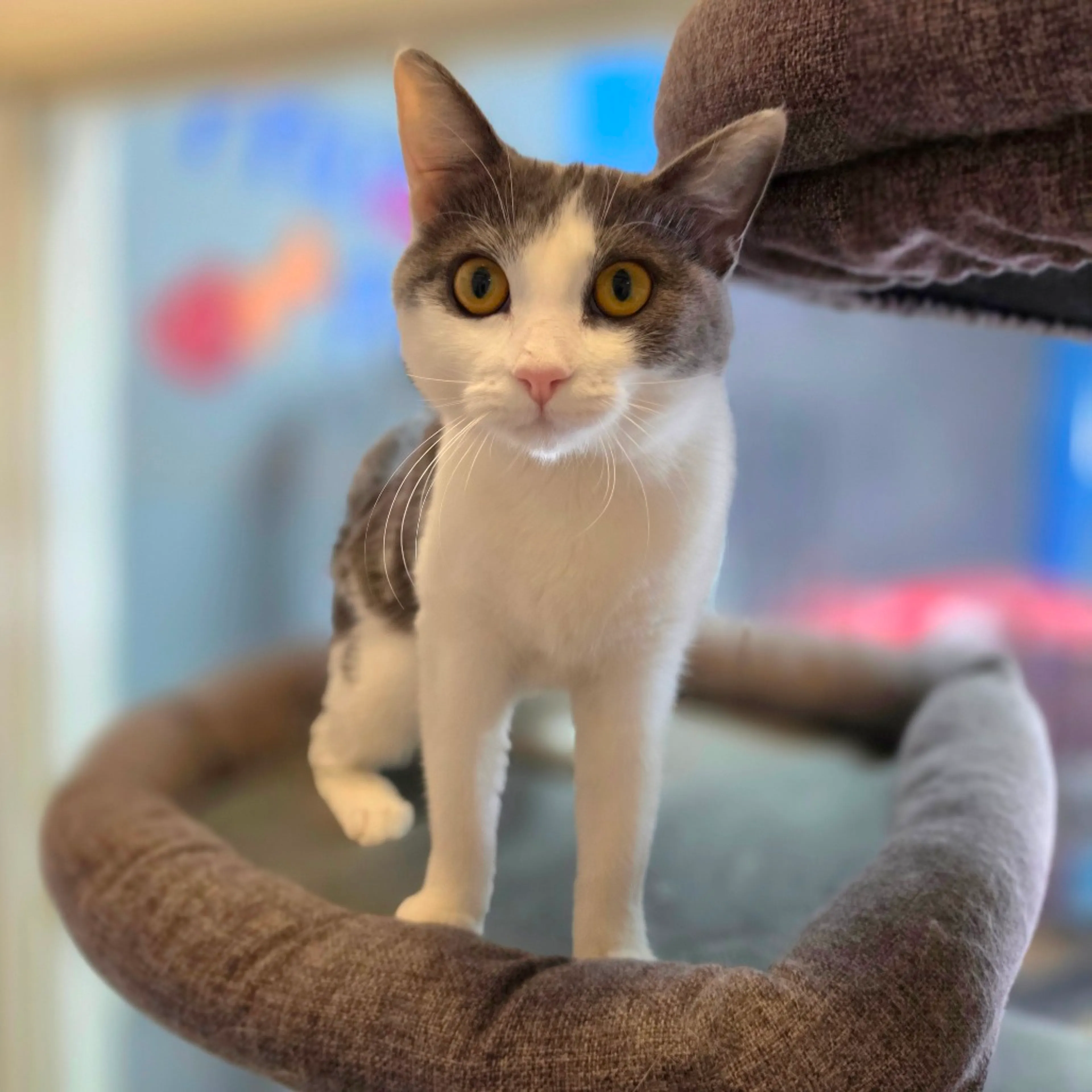 Found pet-8