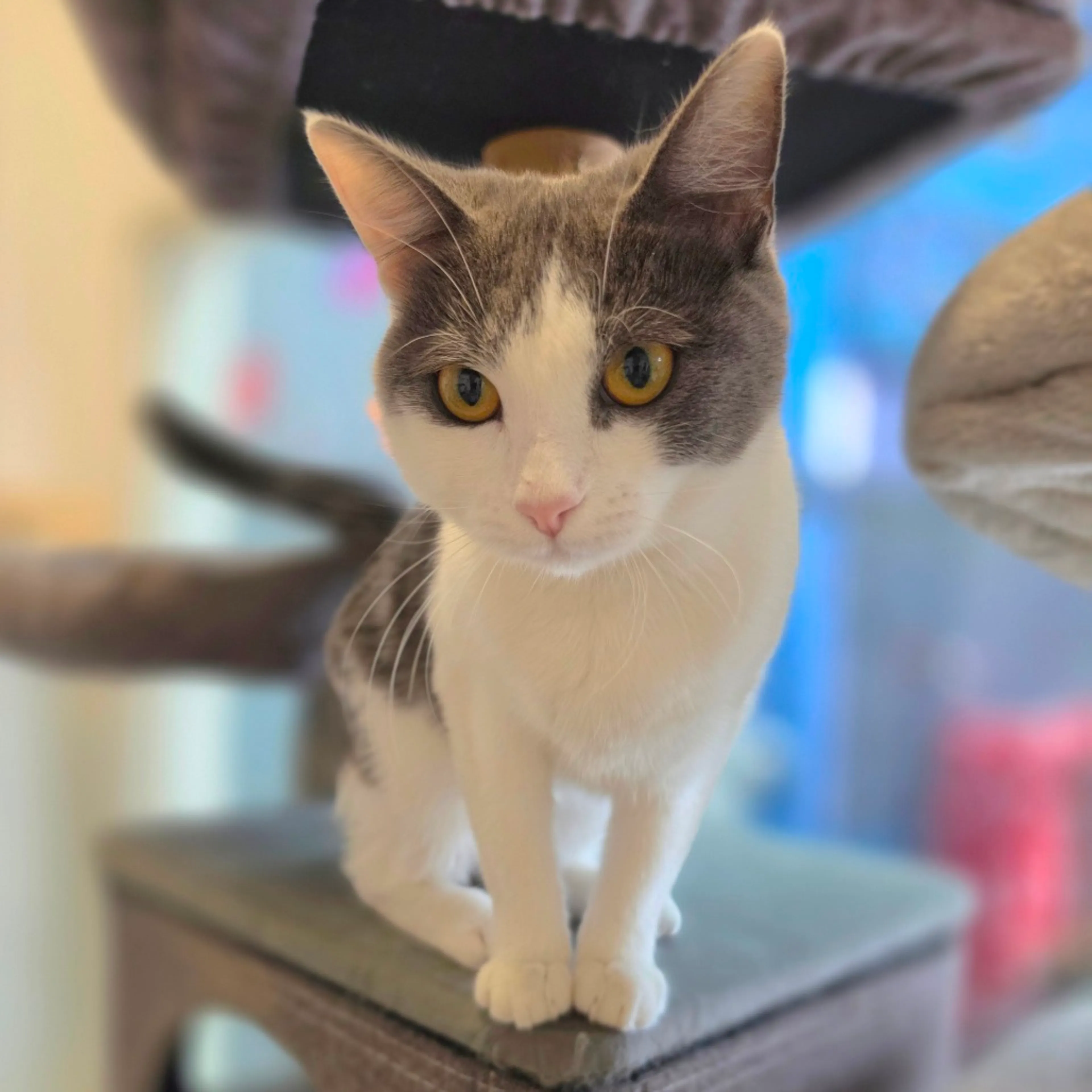 Found pet-9
