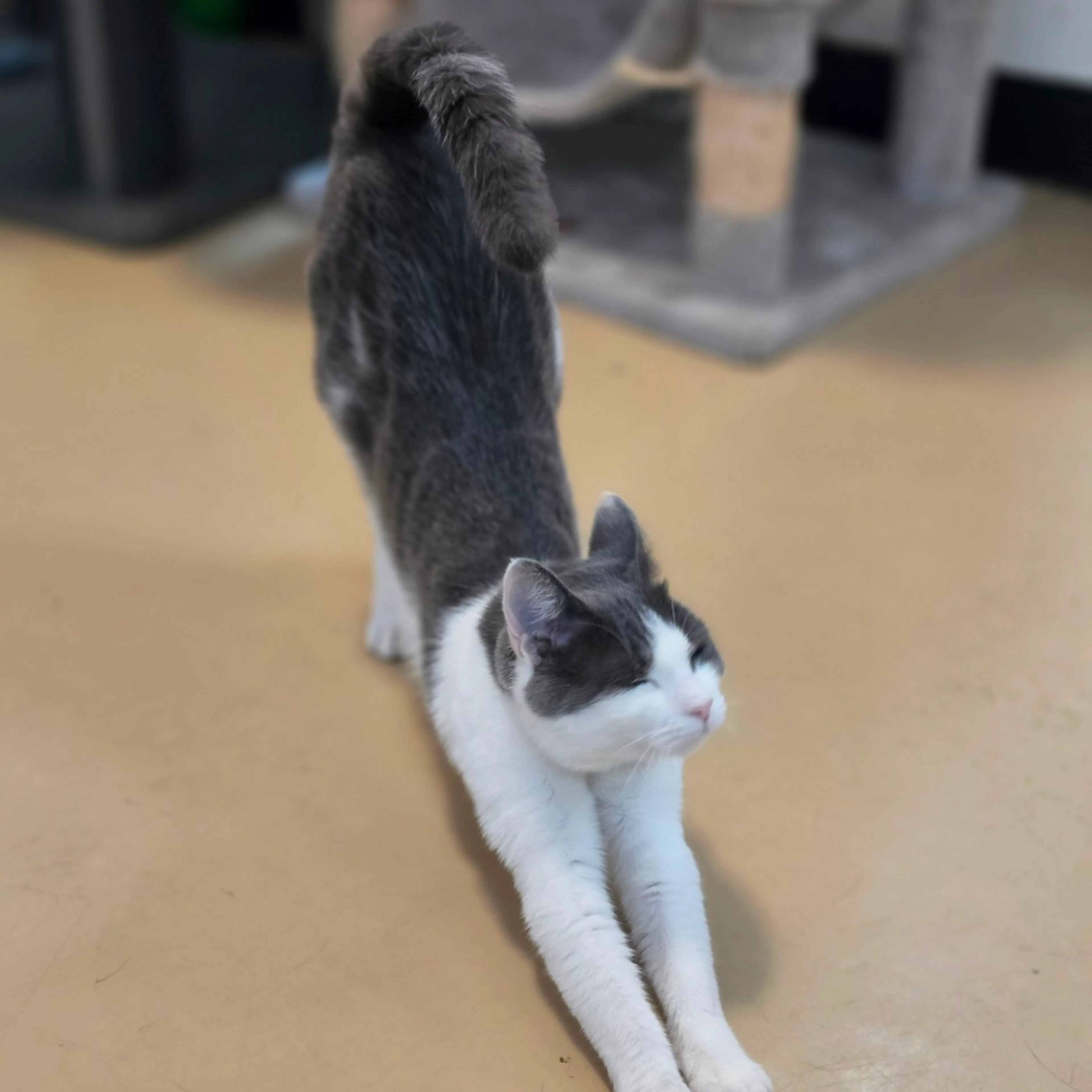 Found pet-2