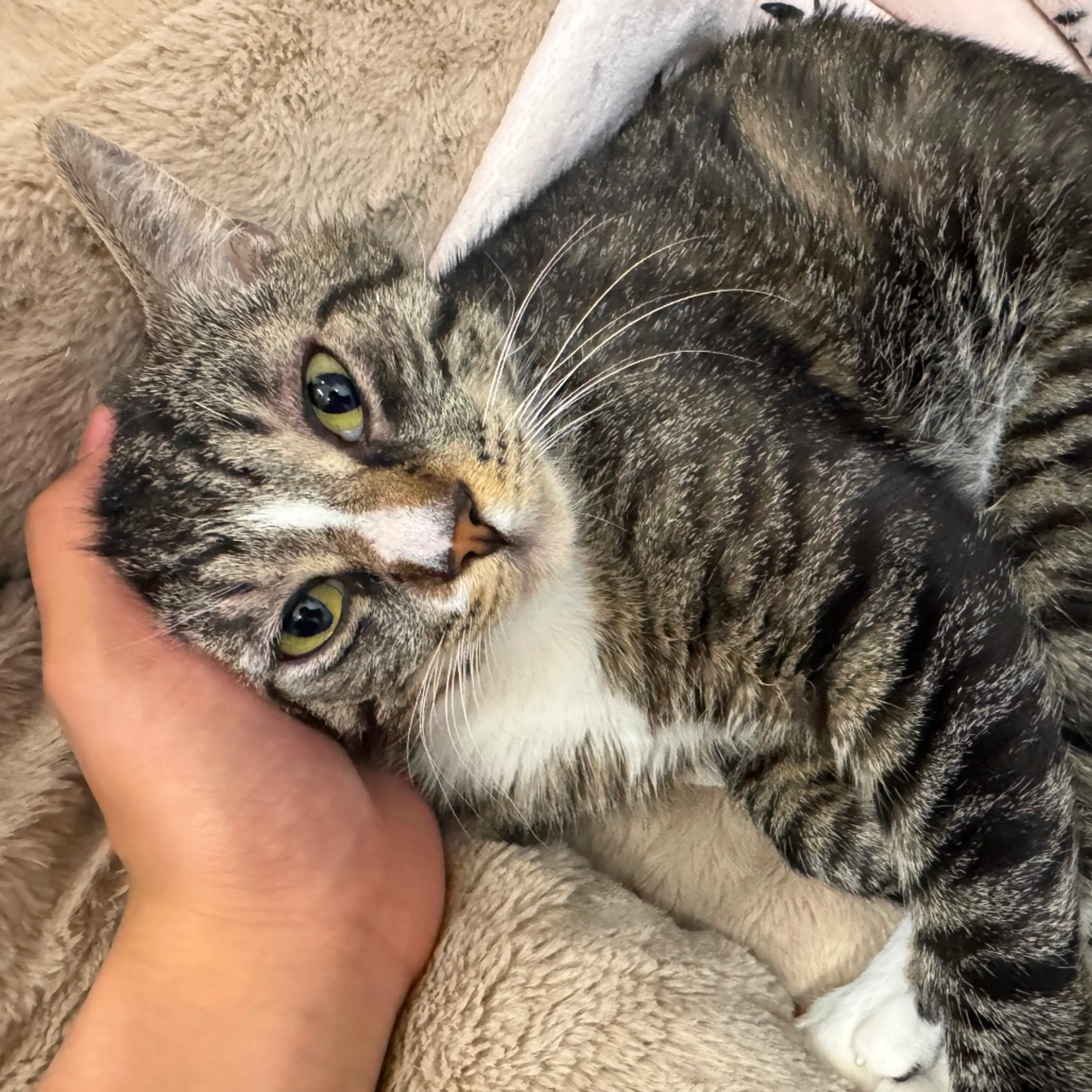 Found pet-0