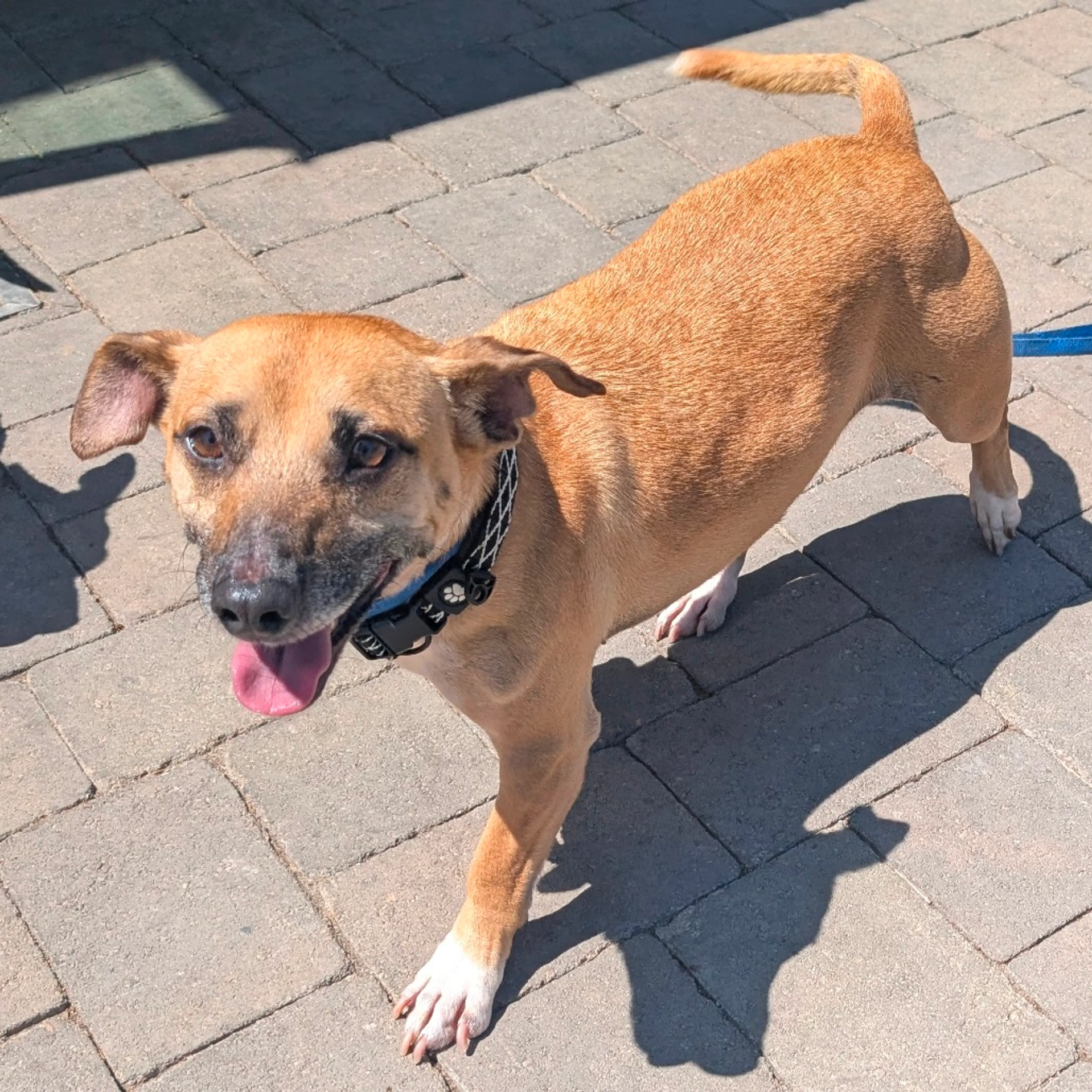 Found pet-5