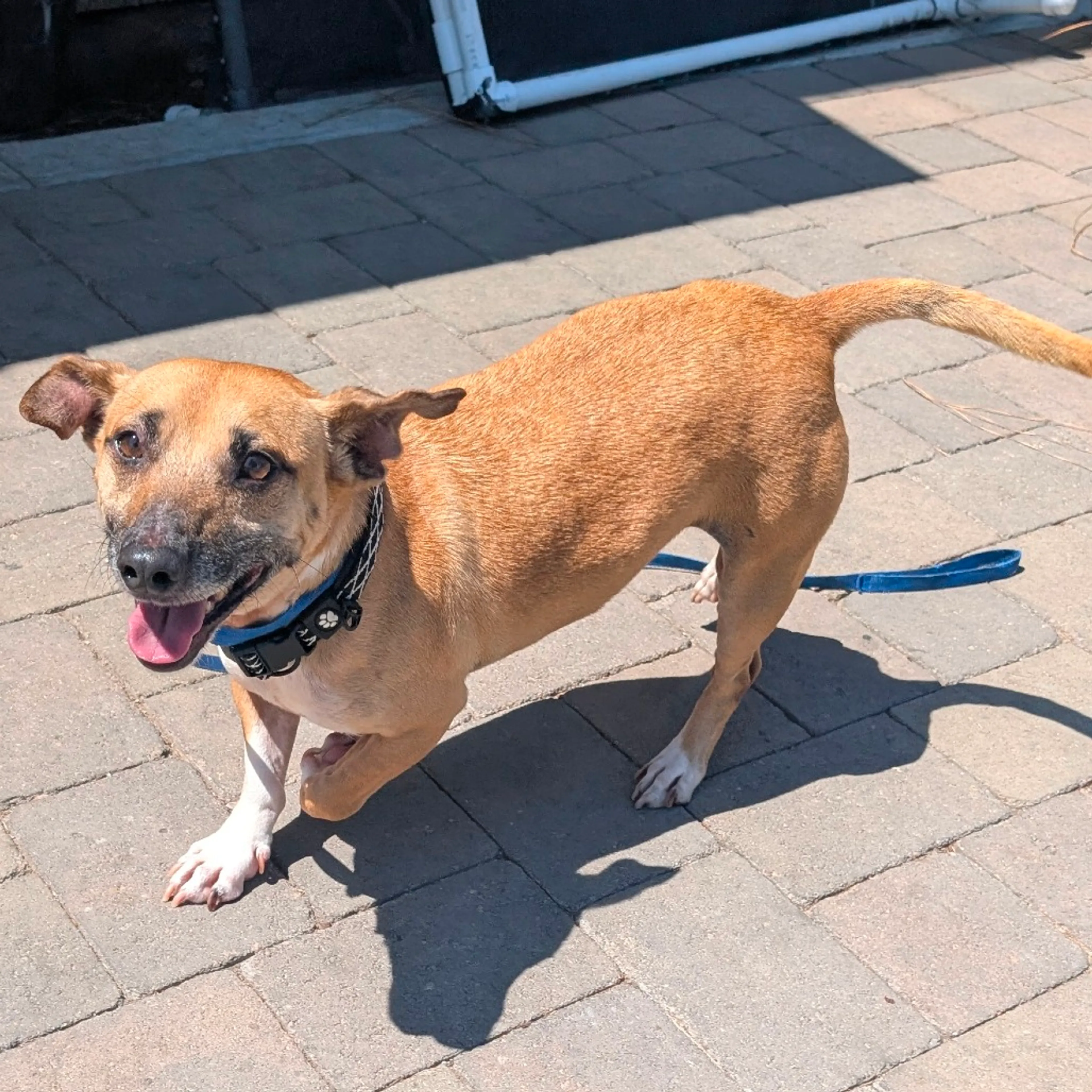 Found pet-6
