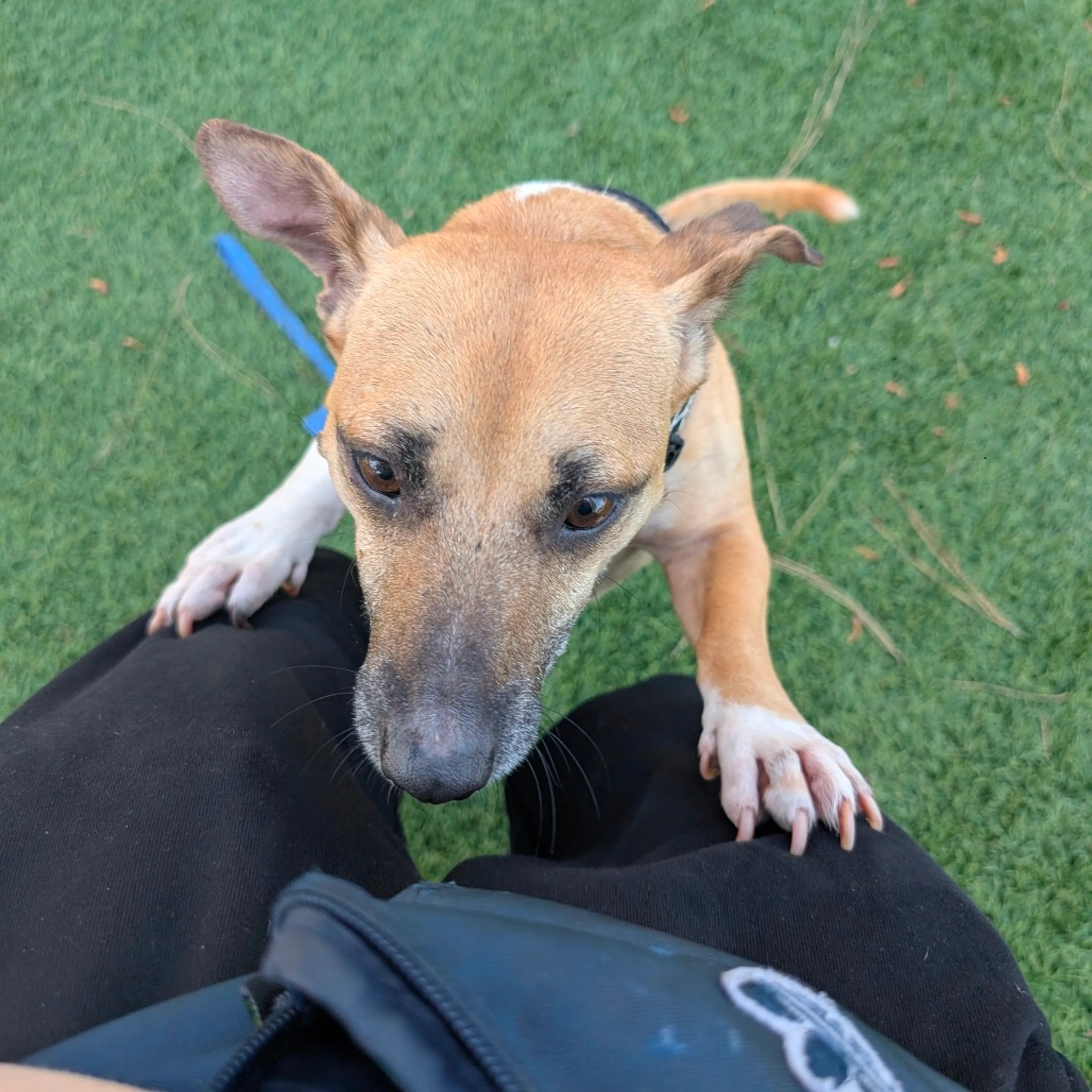 Found pet-7