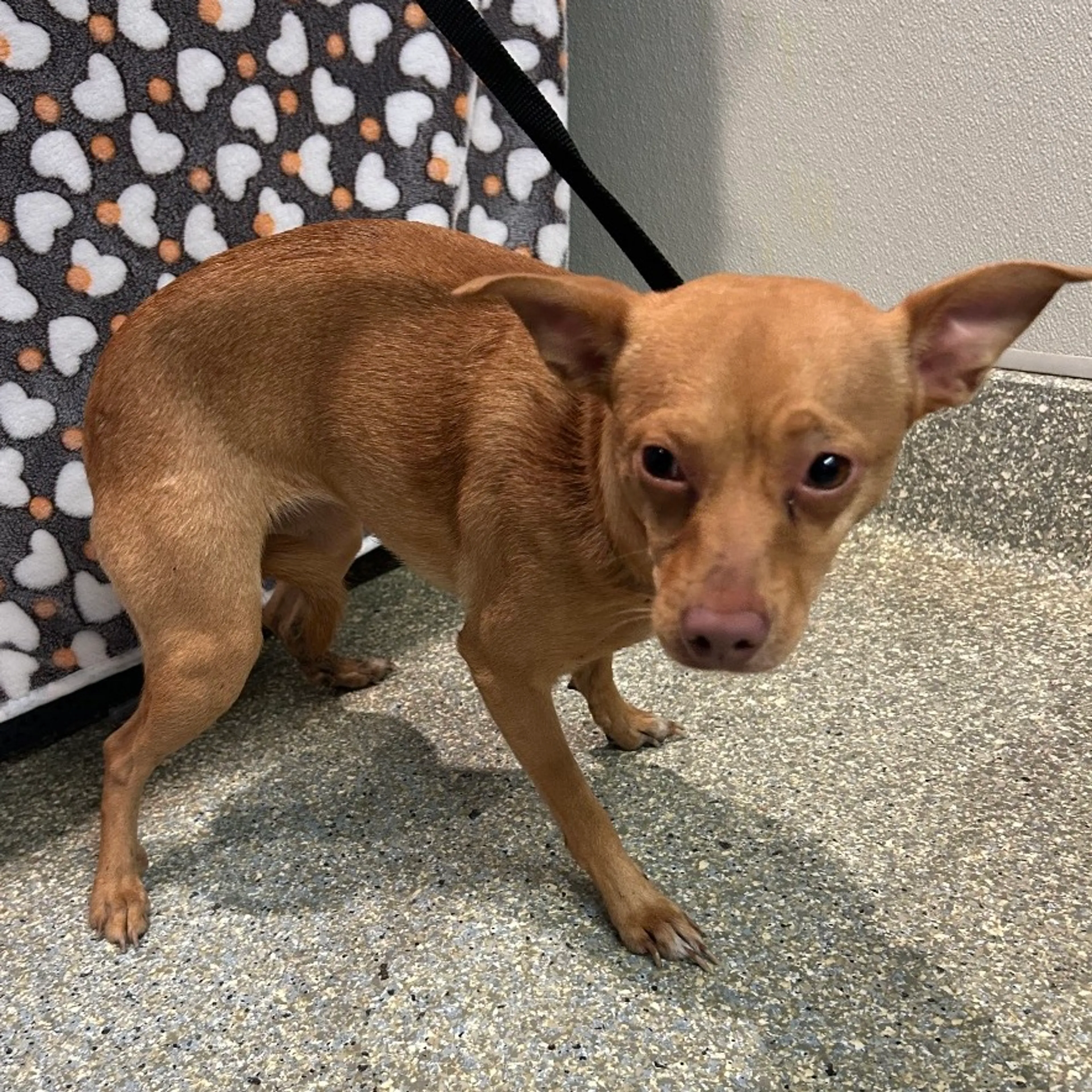 Found pet-2
