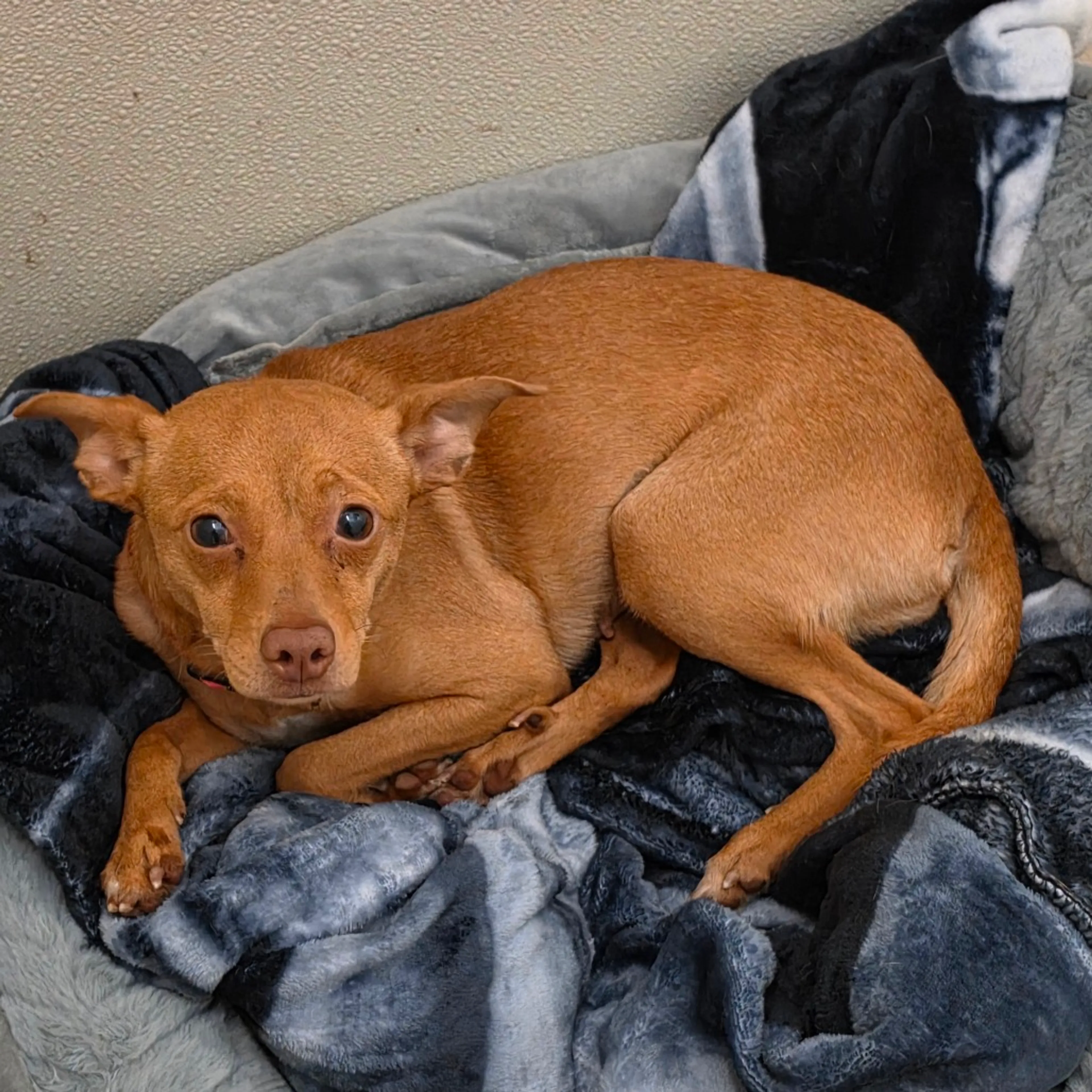 Found pet-5