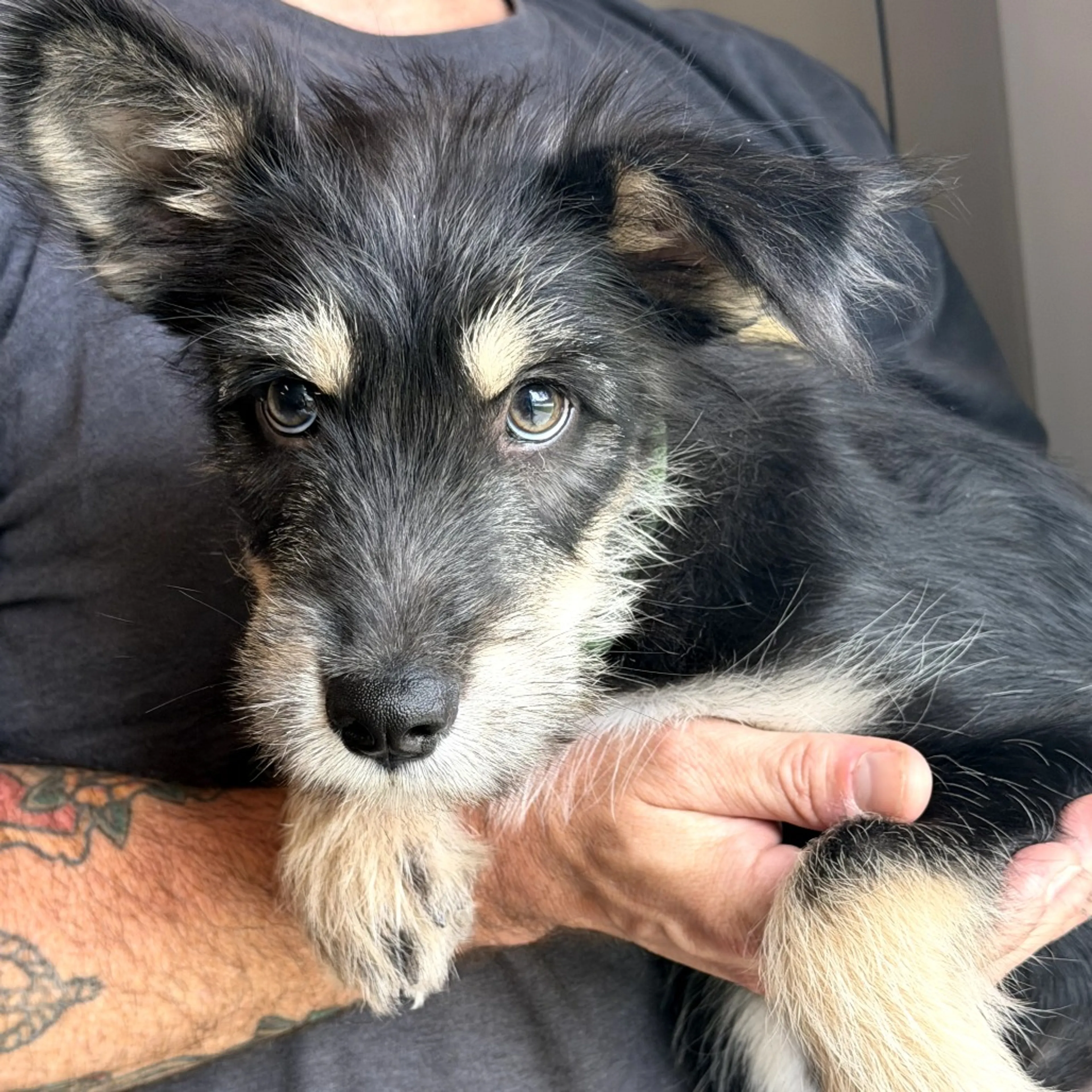 Found pet-4
