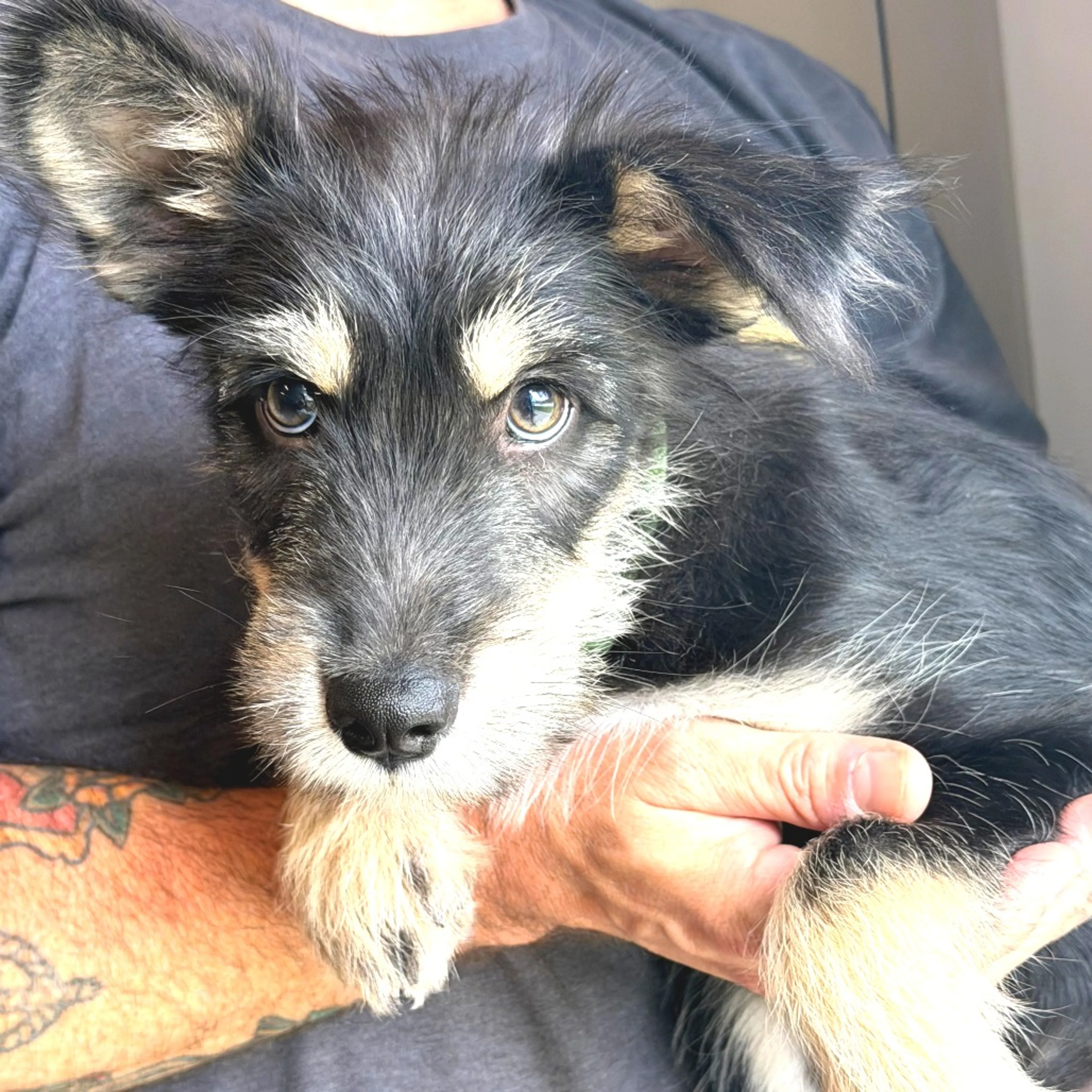 Found pet-3