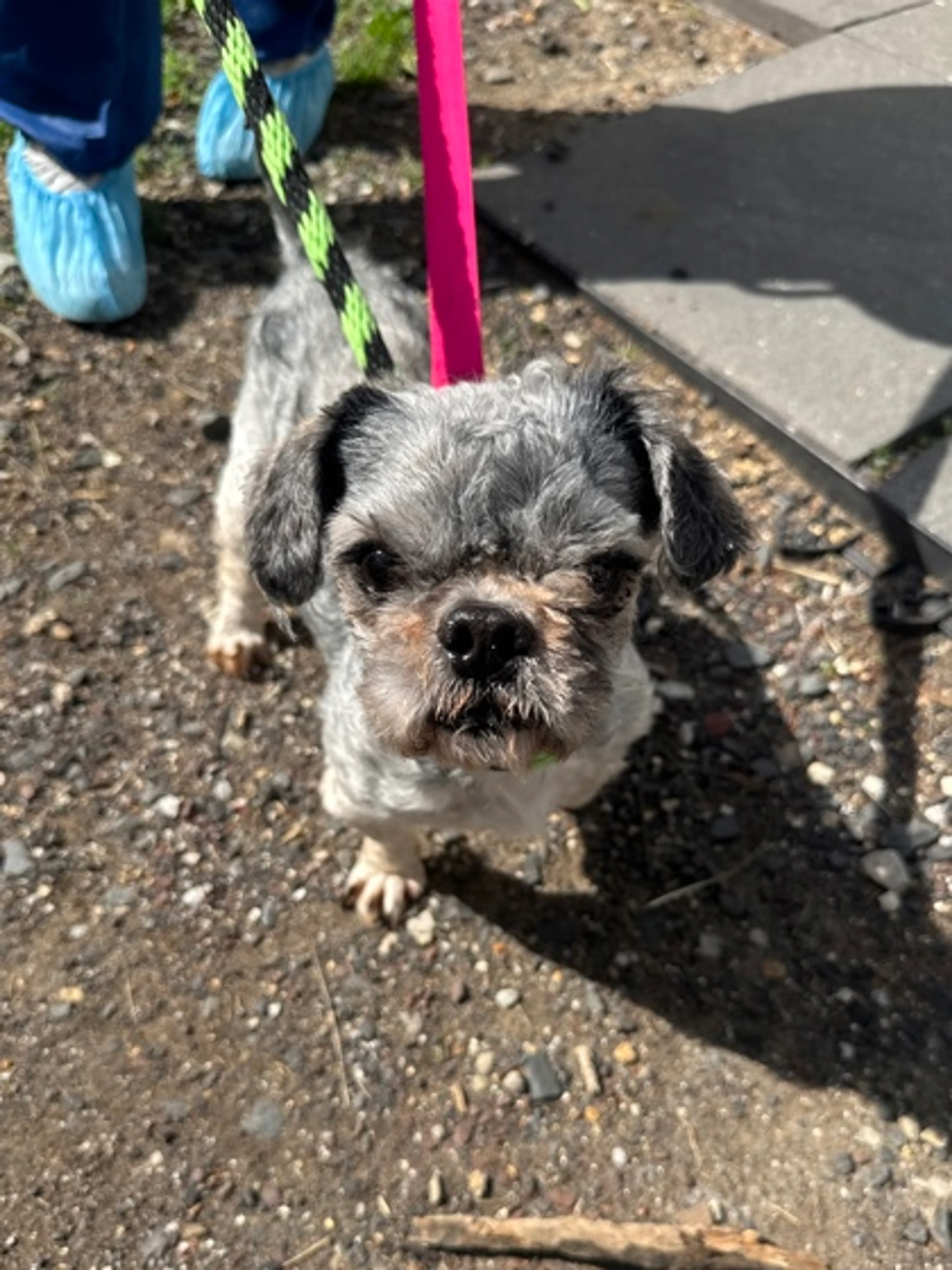 Found pet