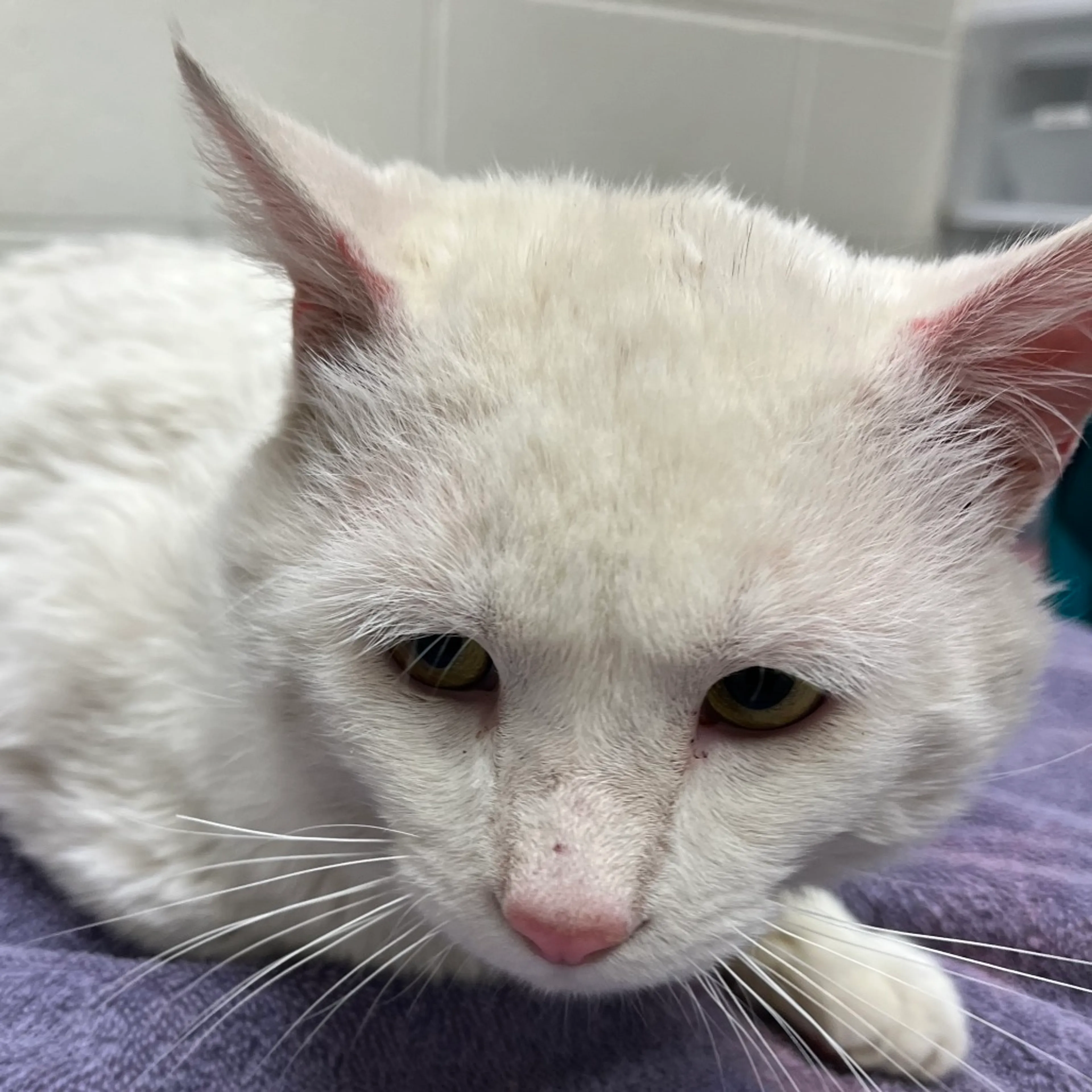 Found pet