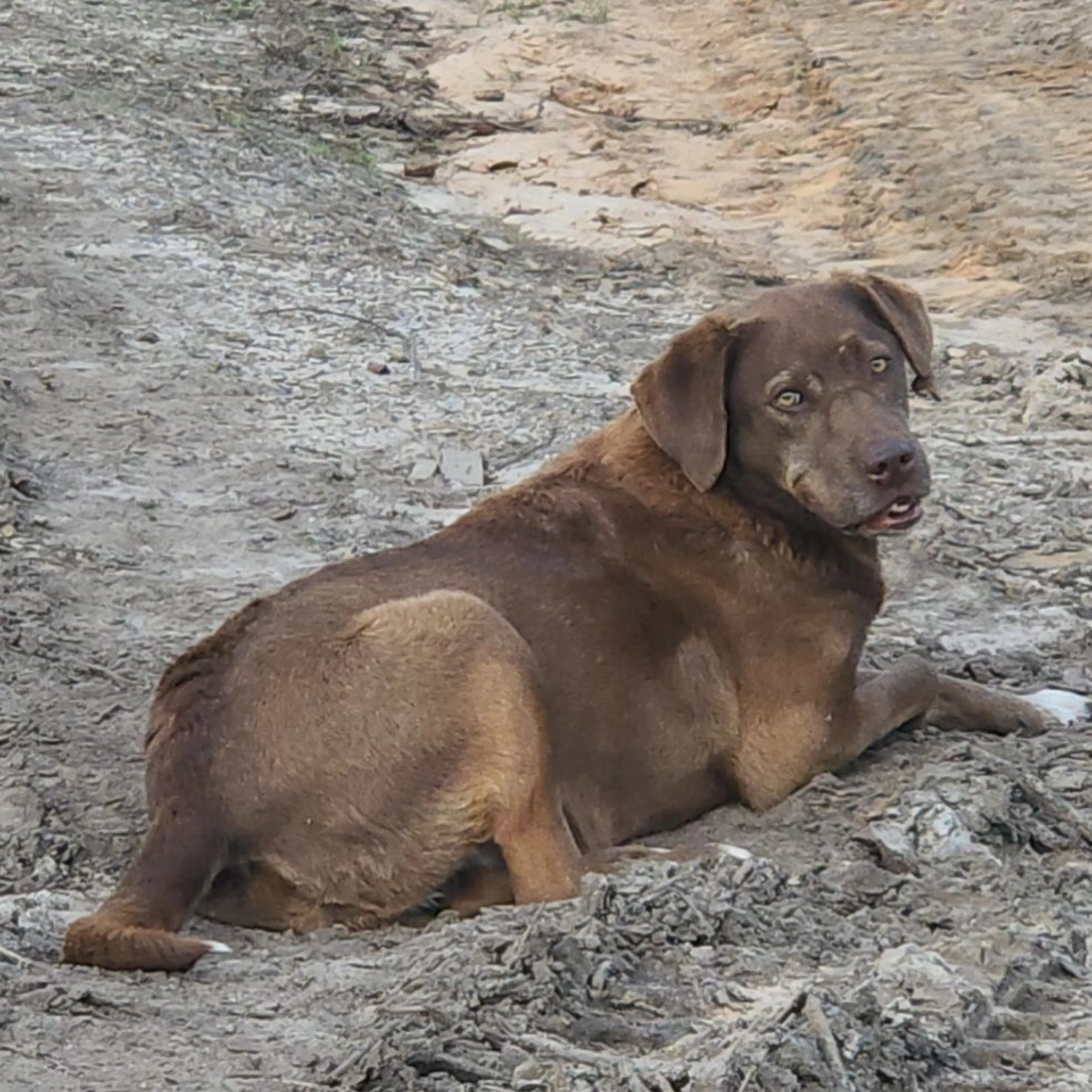 Lost pet