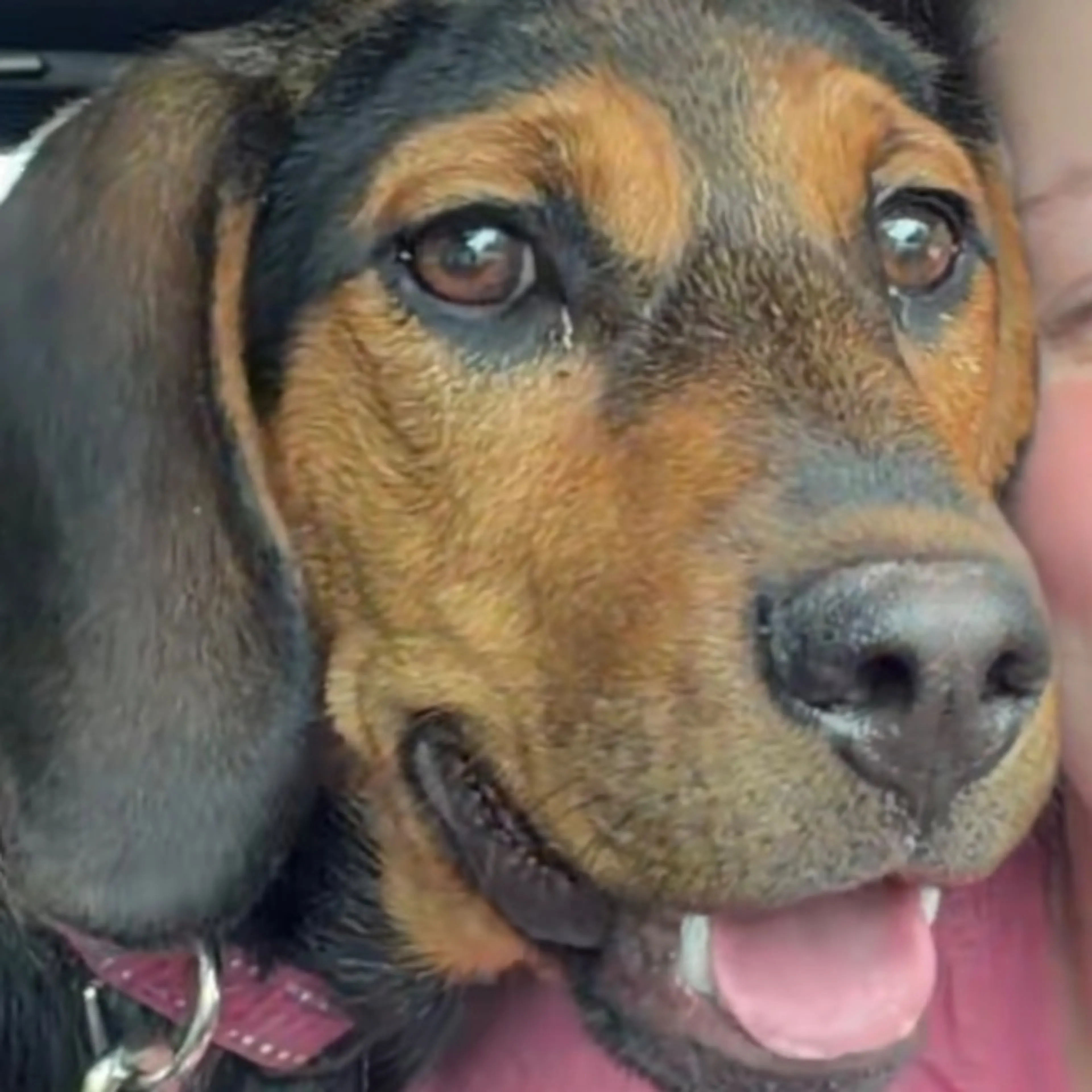 Found pet