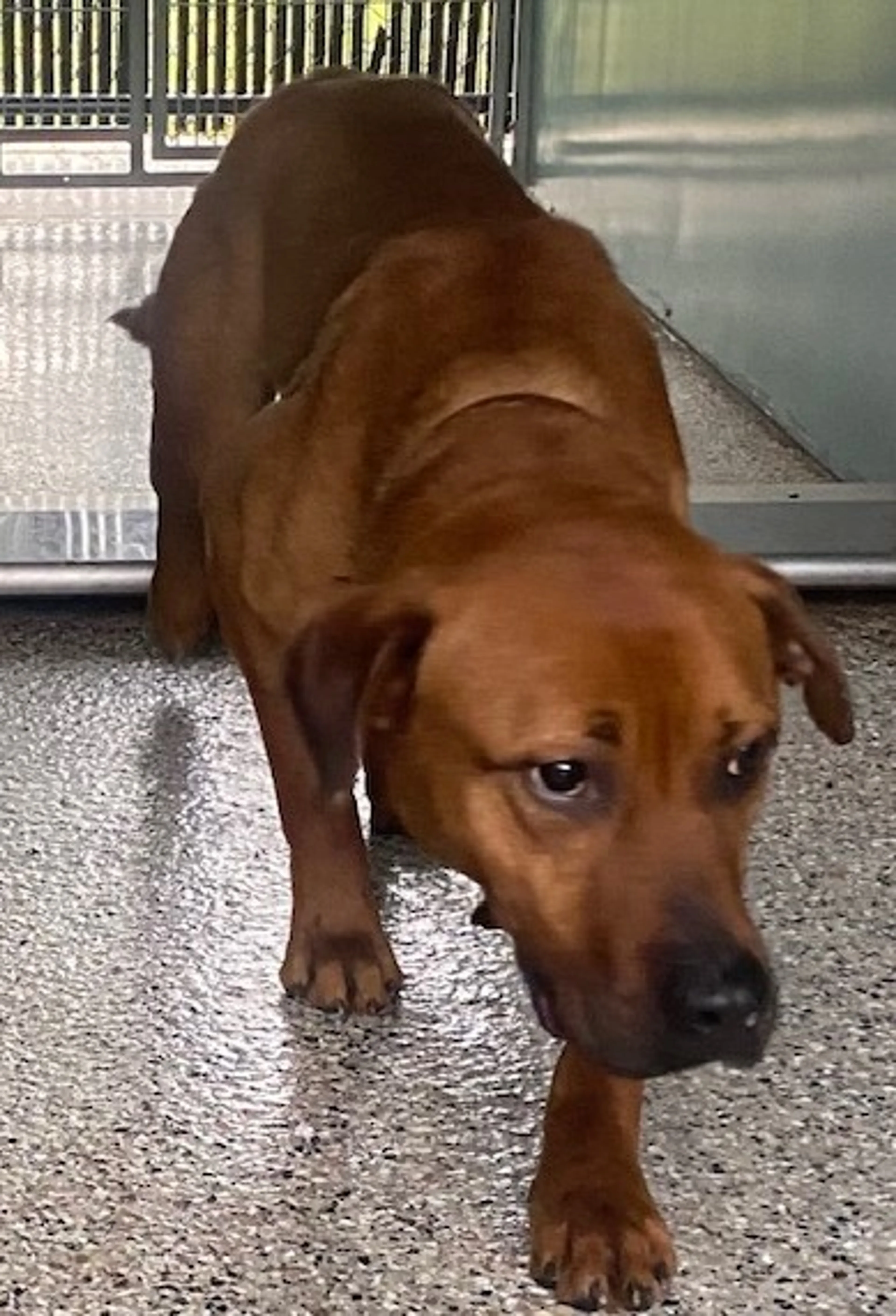 Found pet