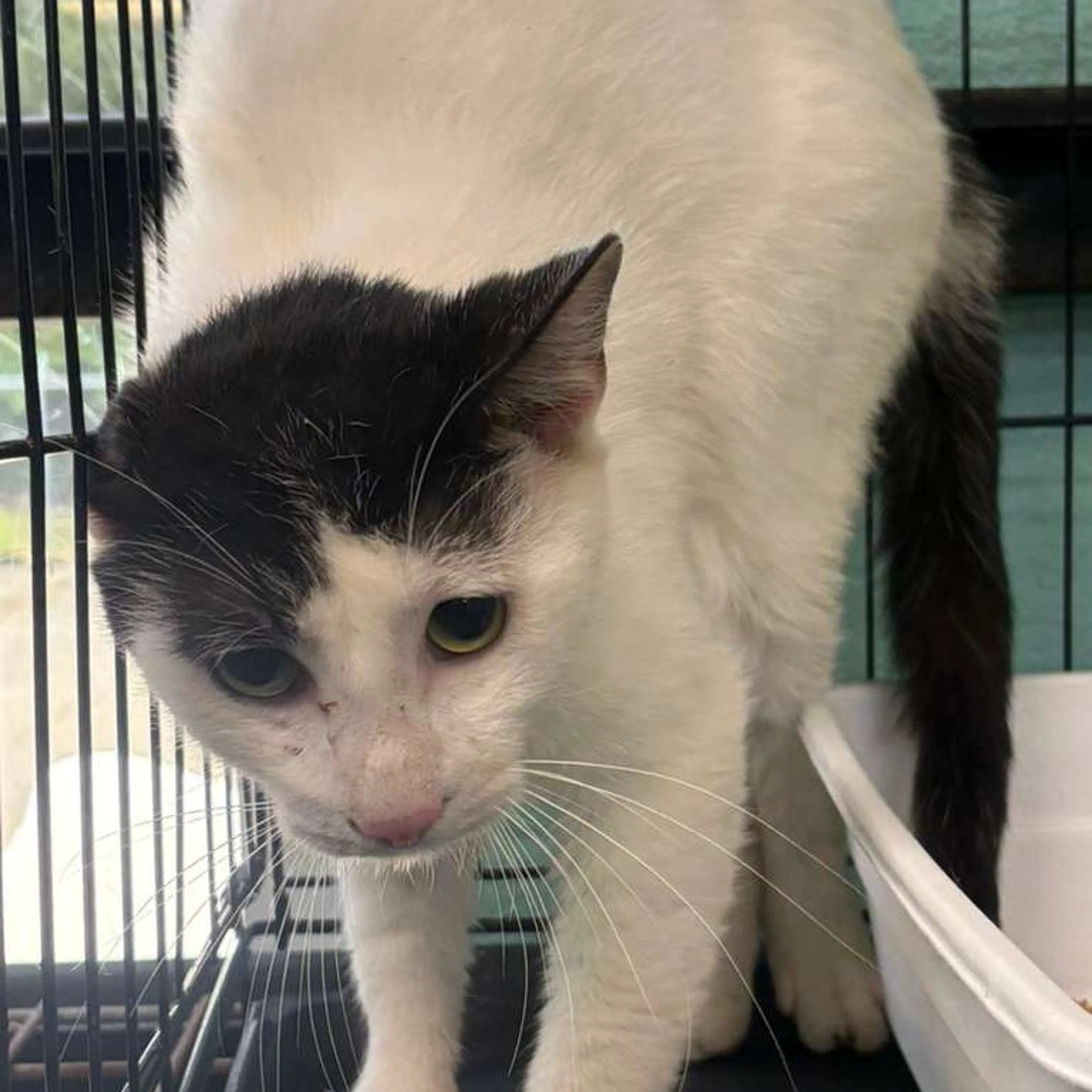 Found pet-1