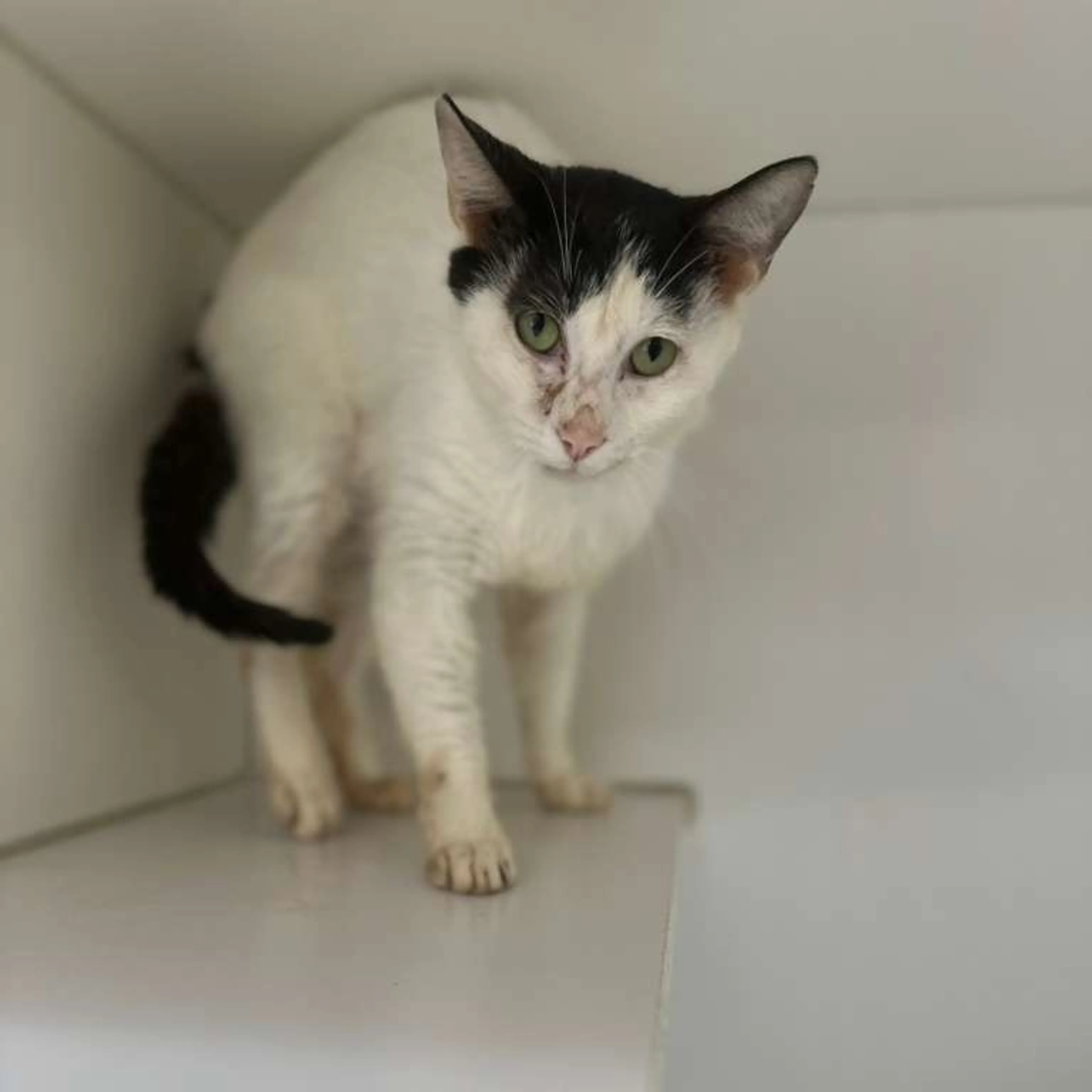 Found pet-2
