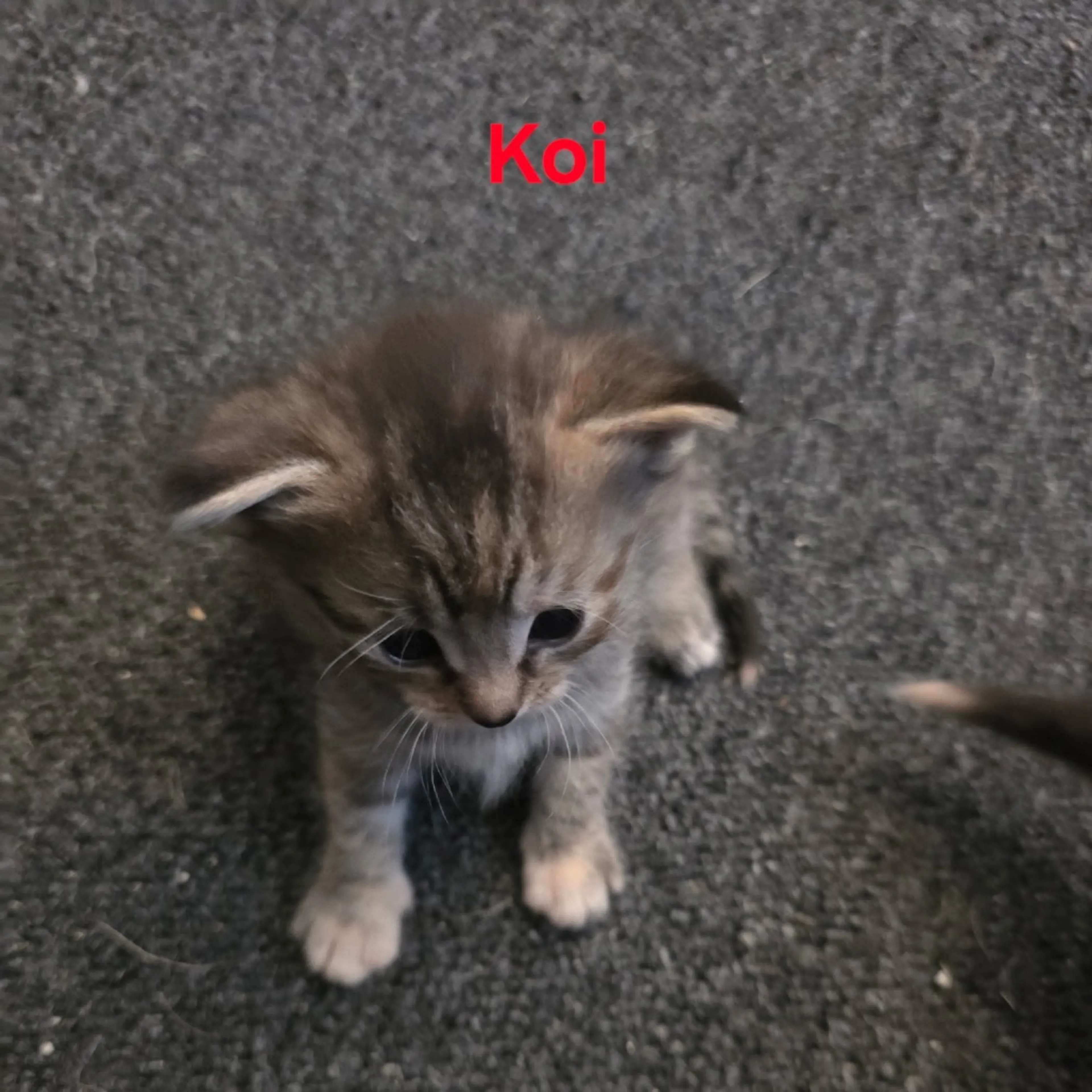 Found pet