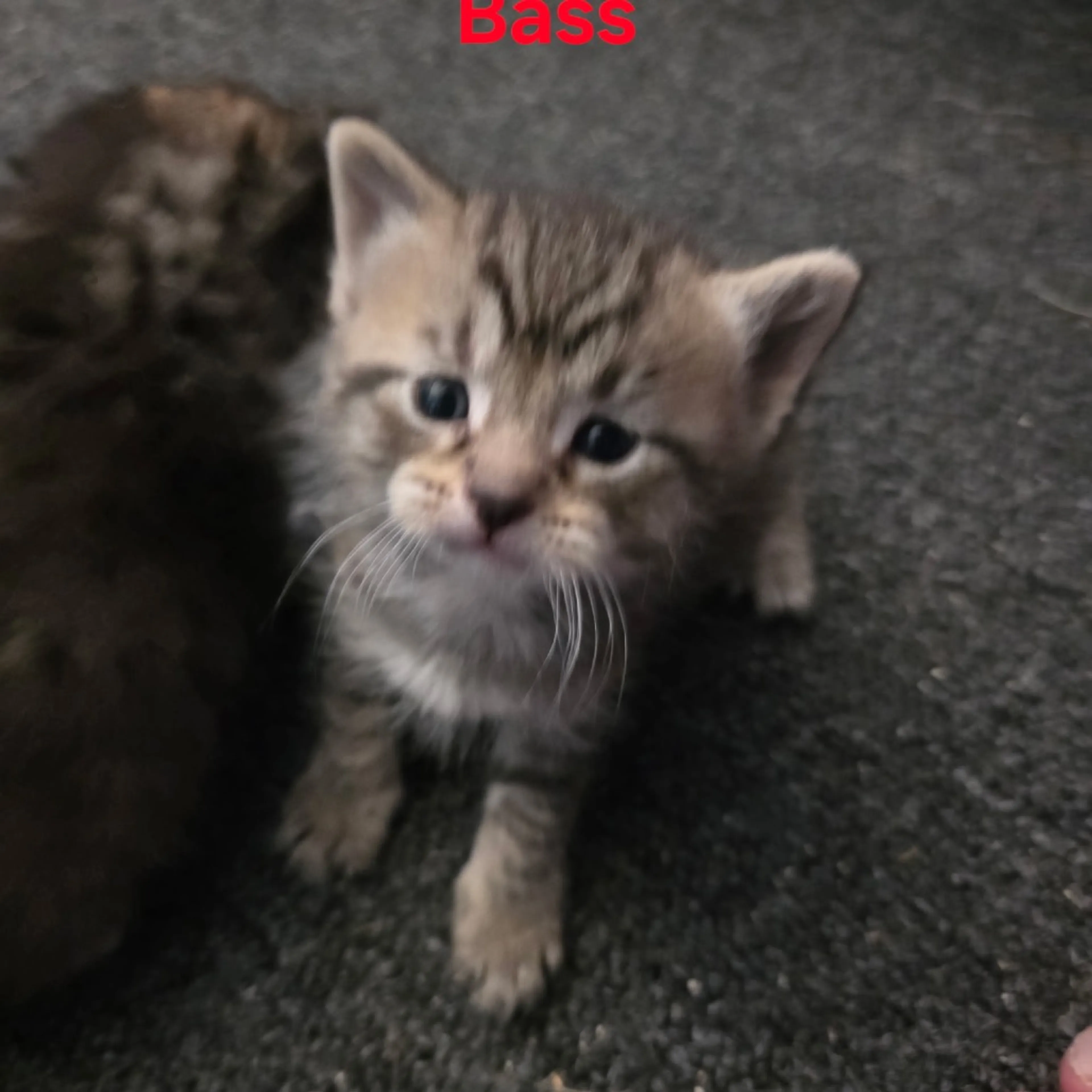 Found pet