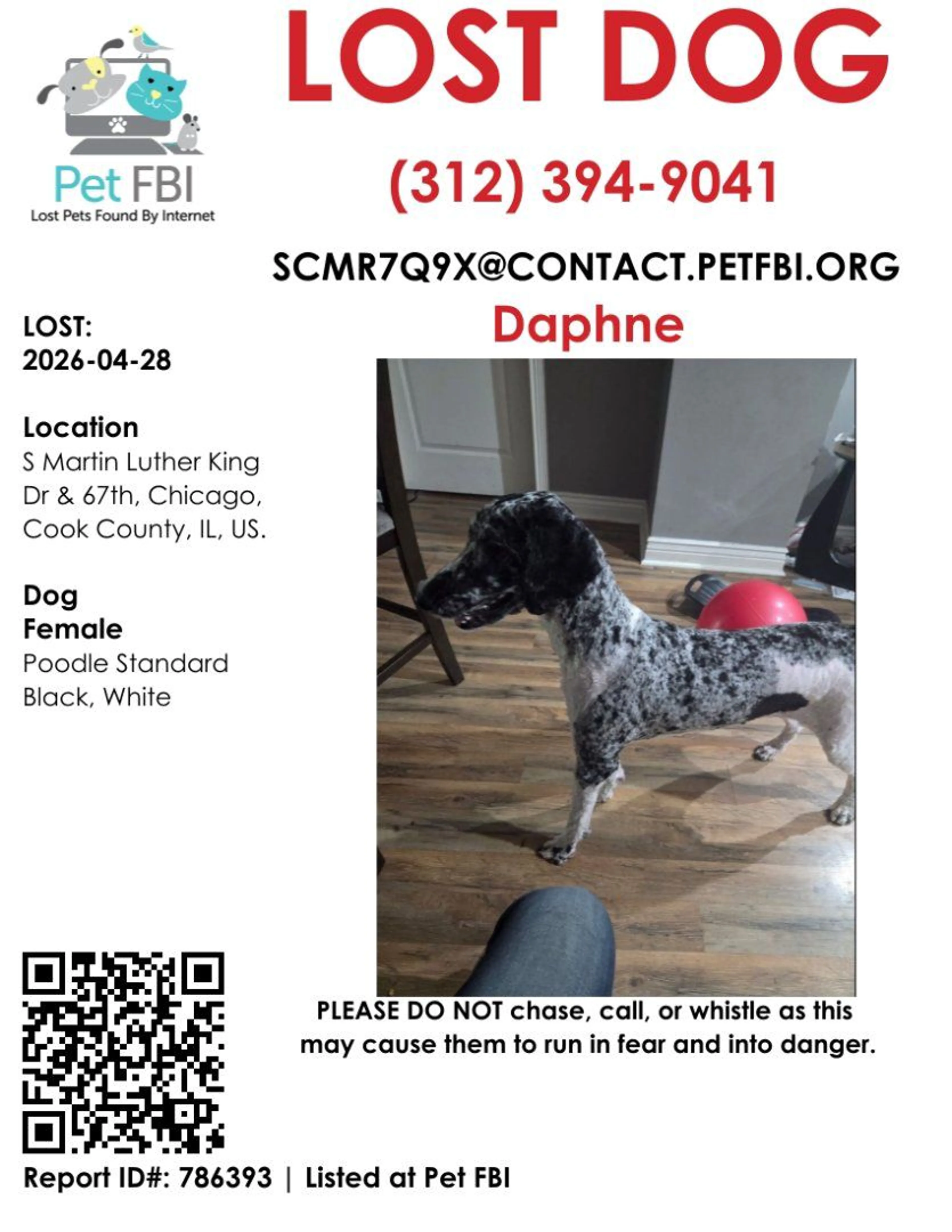 Lost pet