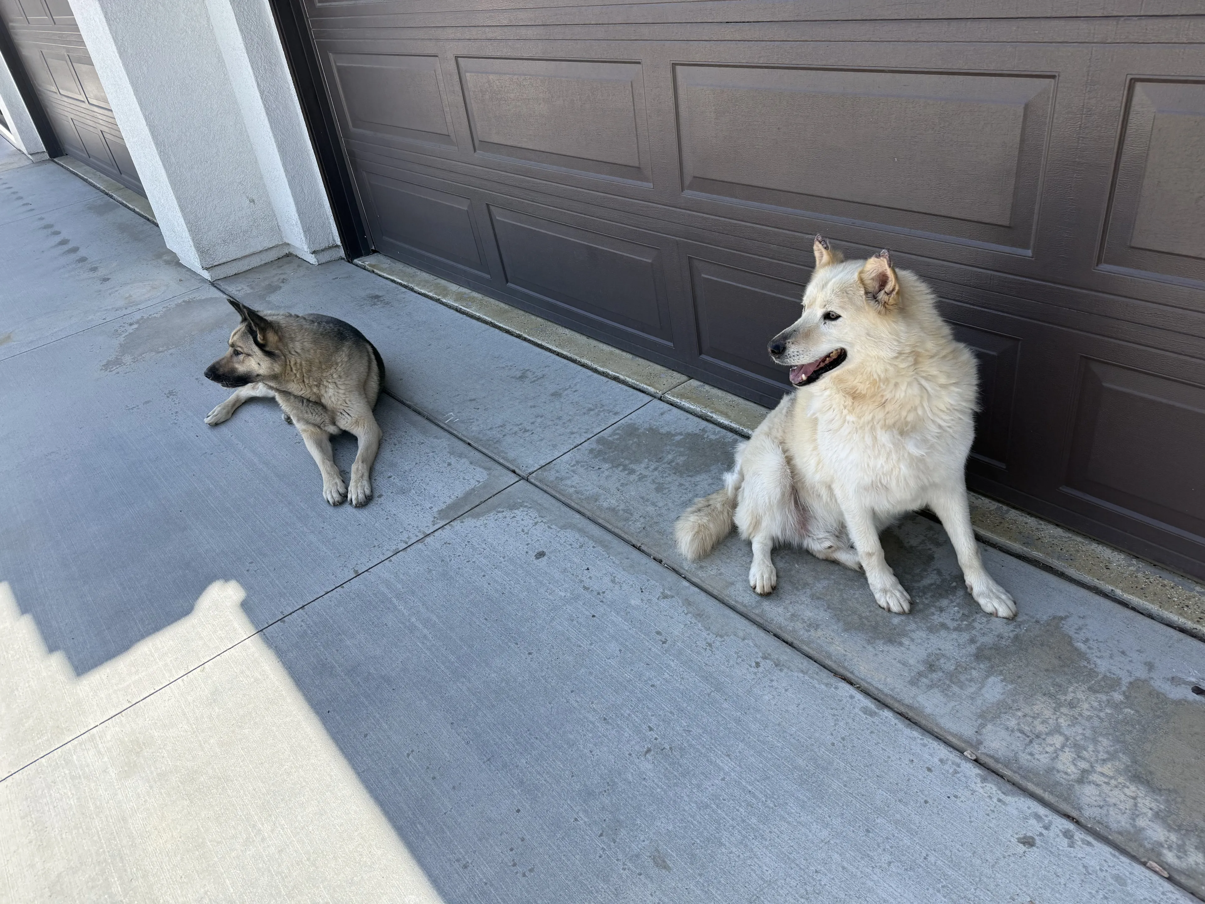 Lost pet