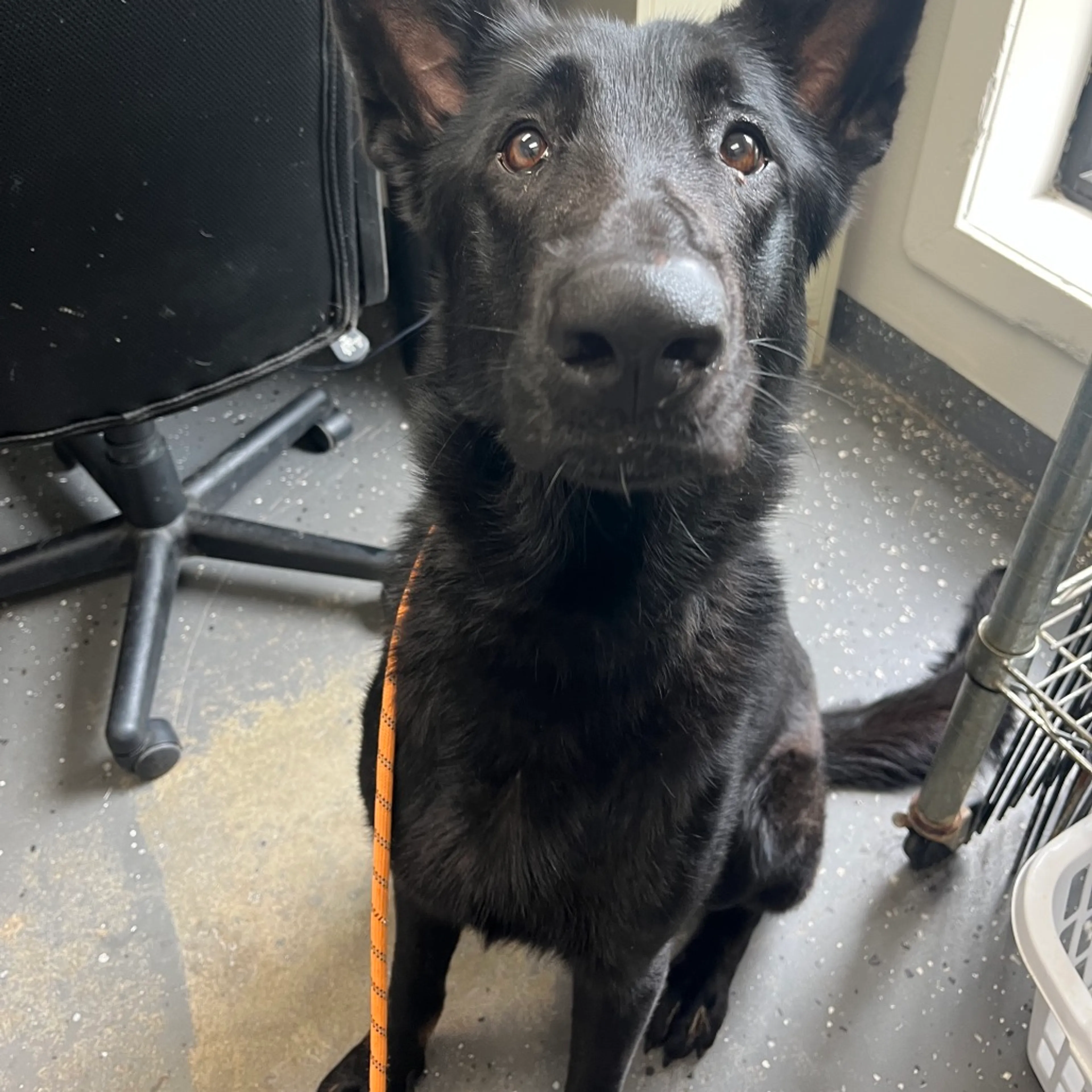 Found pet-1